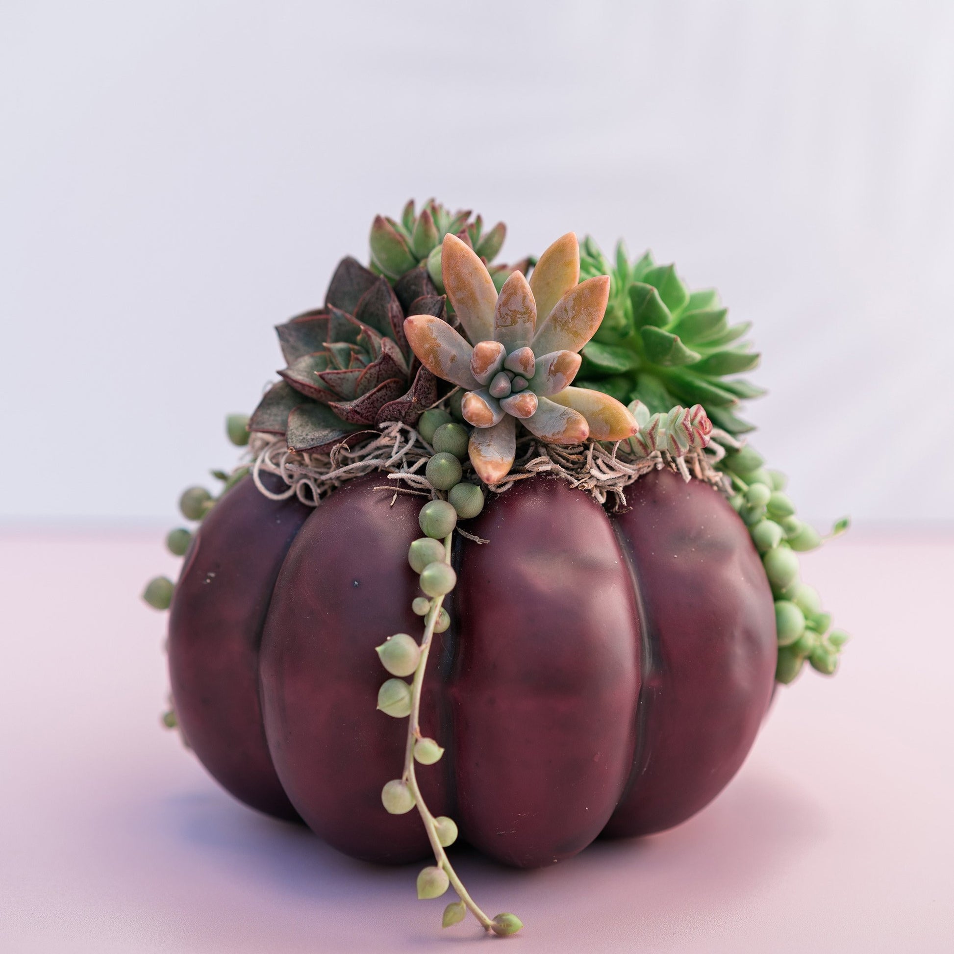 Medium Plum Succulent Pumpkin | Fall Gift for Housewarming & Hosts | Autumn Table Decor | Thanksgiving-Halloween Decor