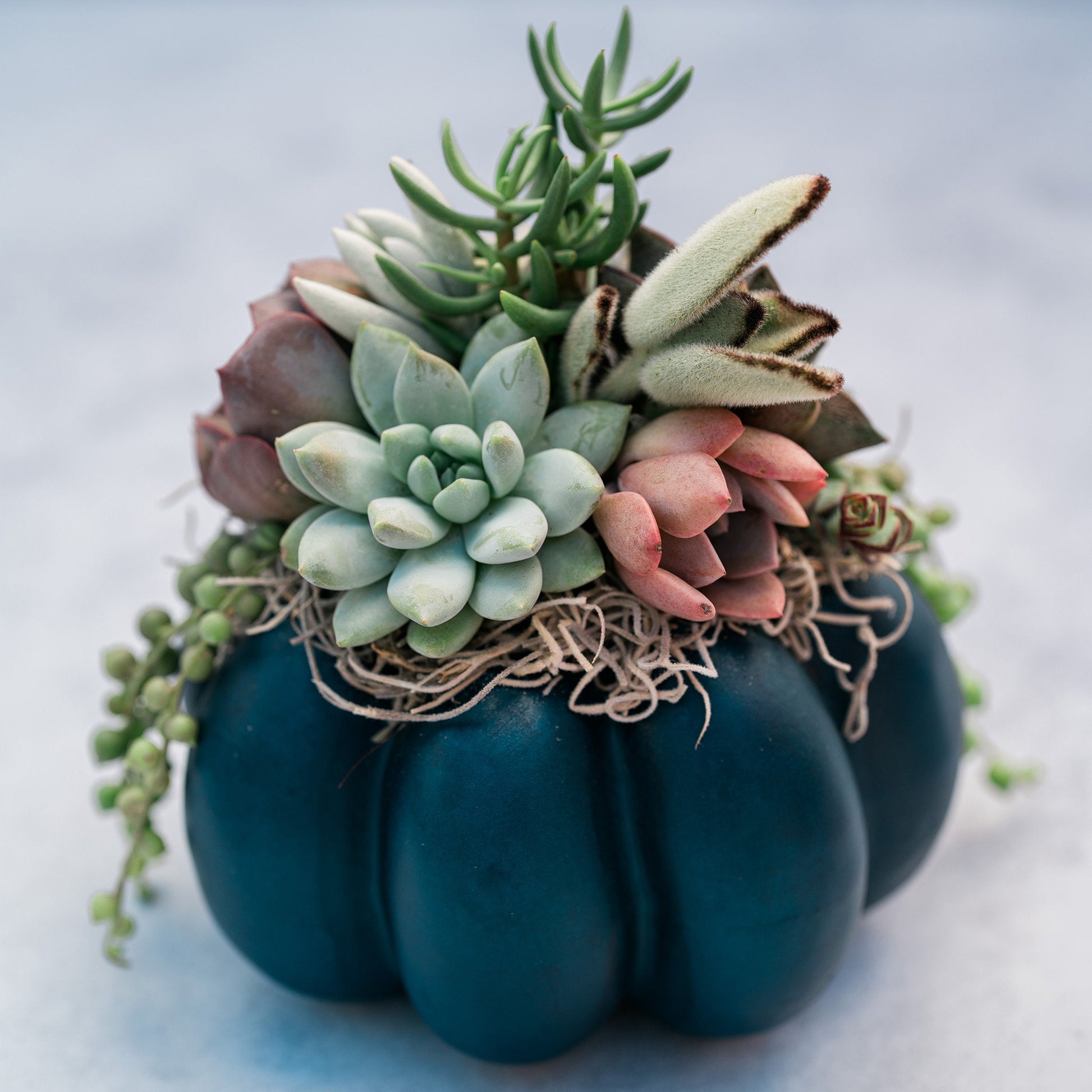 Medium Navy Blue Succulent Pumpkin | Fall Gift for Housewarming & Hosts | Autumn Table Decor | Halloween- Thanksgiving Decor