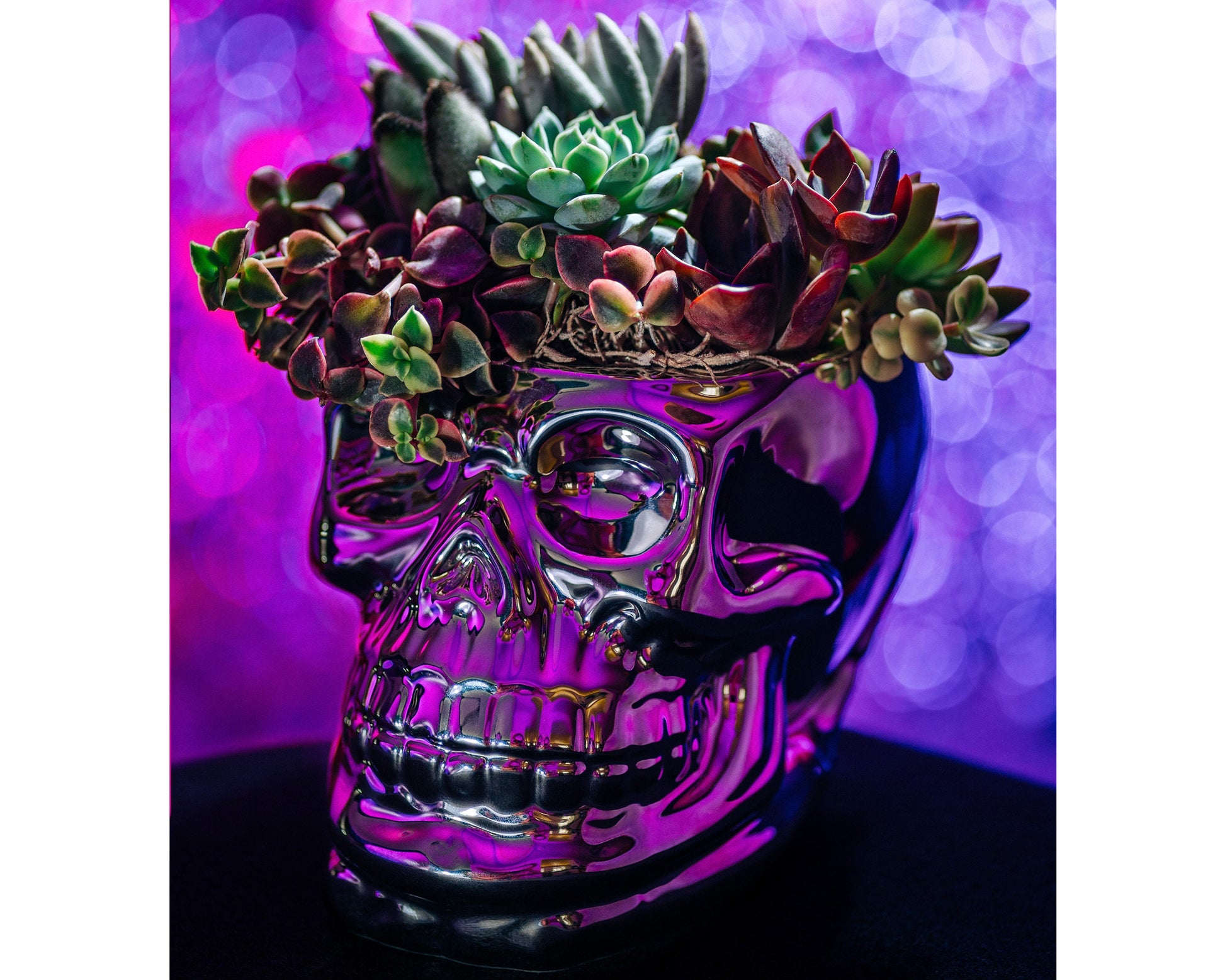 Chrome Skull Succulent Planter for Halloween & Day of Dead Home Decor | Autumn Decorating