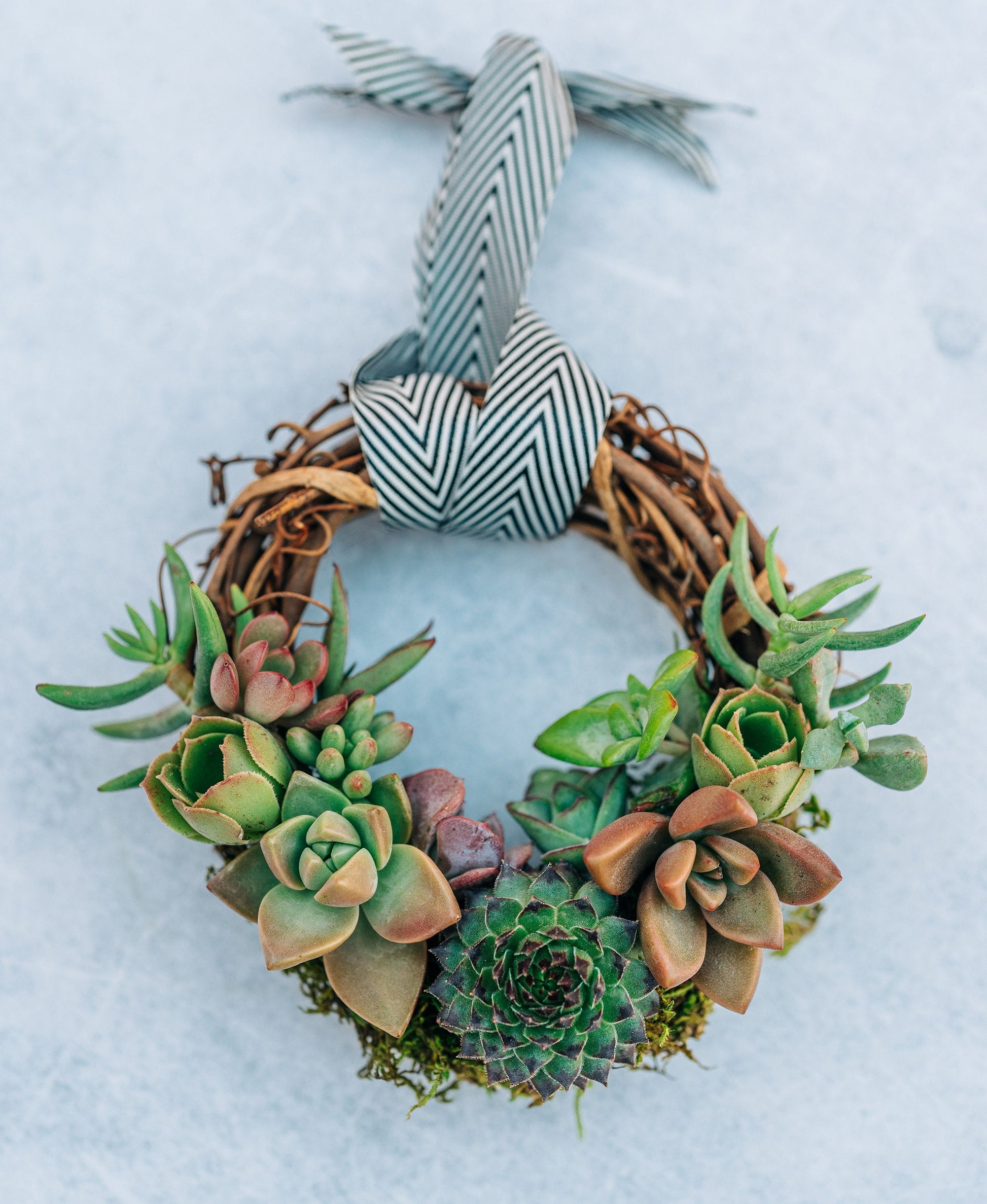 Mini Living Succulent Wreath Ornament |  | Succulent Gift | Gift for Teachers, Hostess, Friends and Mom