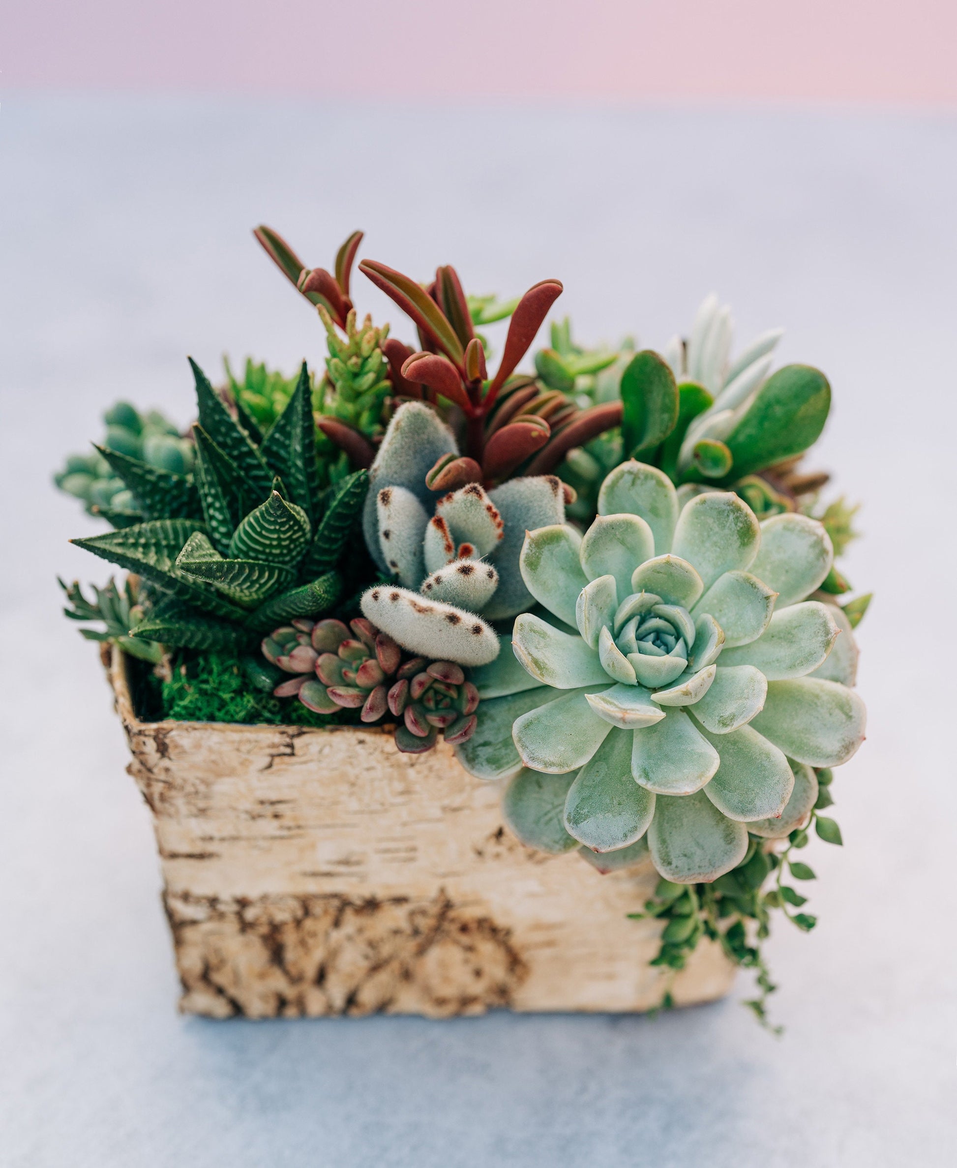 birch succulent Birch Succulent Planter Arrangement