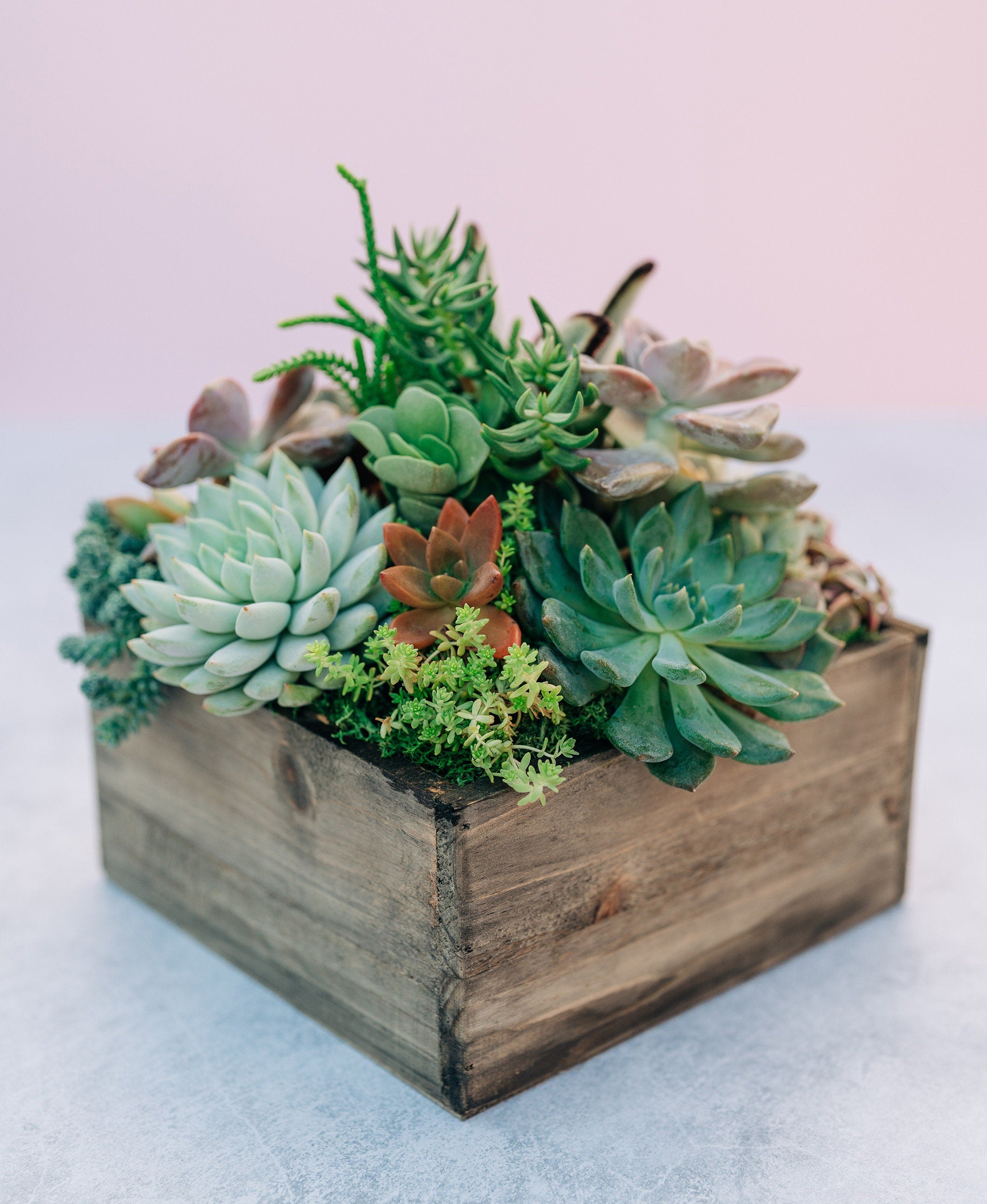 LIVE Succulent Arrangement in square natural wood planter, Fall succulent gift, selling live succulent gift, tabletop decor, apartment decor