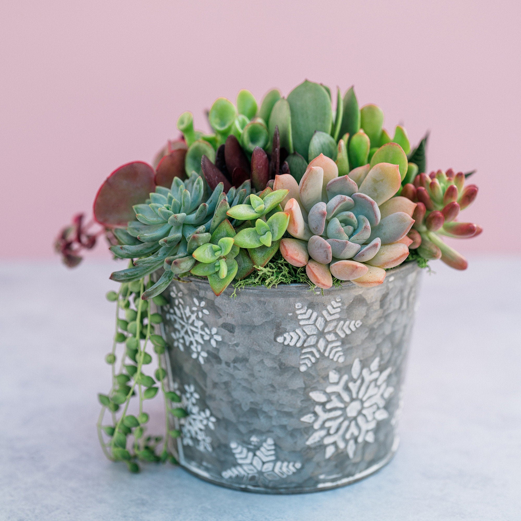 Christmas Winter Snowflake Succulent Planter Arrangement