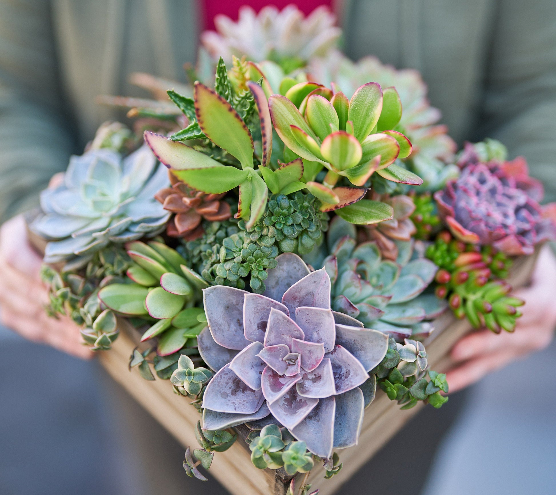 succulent plant arrangements for sale Large Rustic Wood Succulent Arrangement Planter