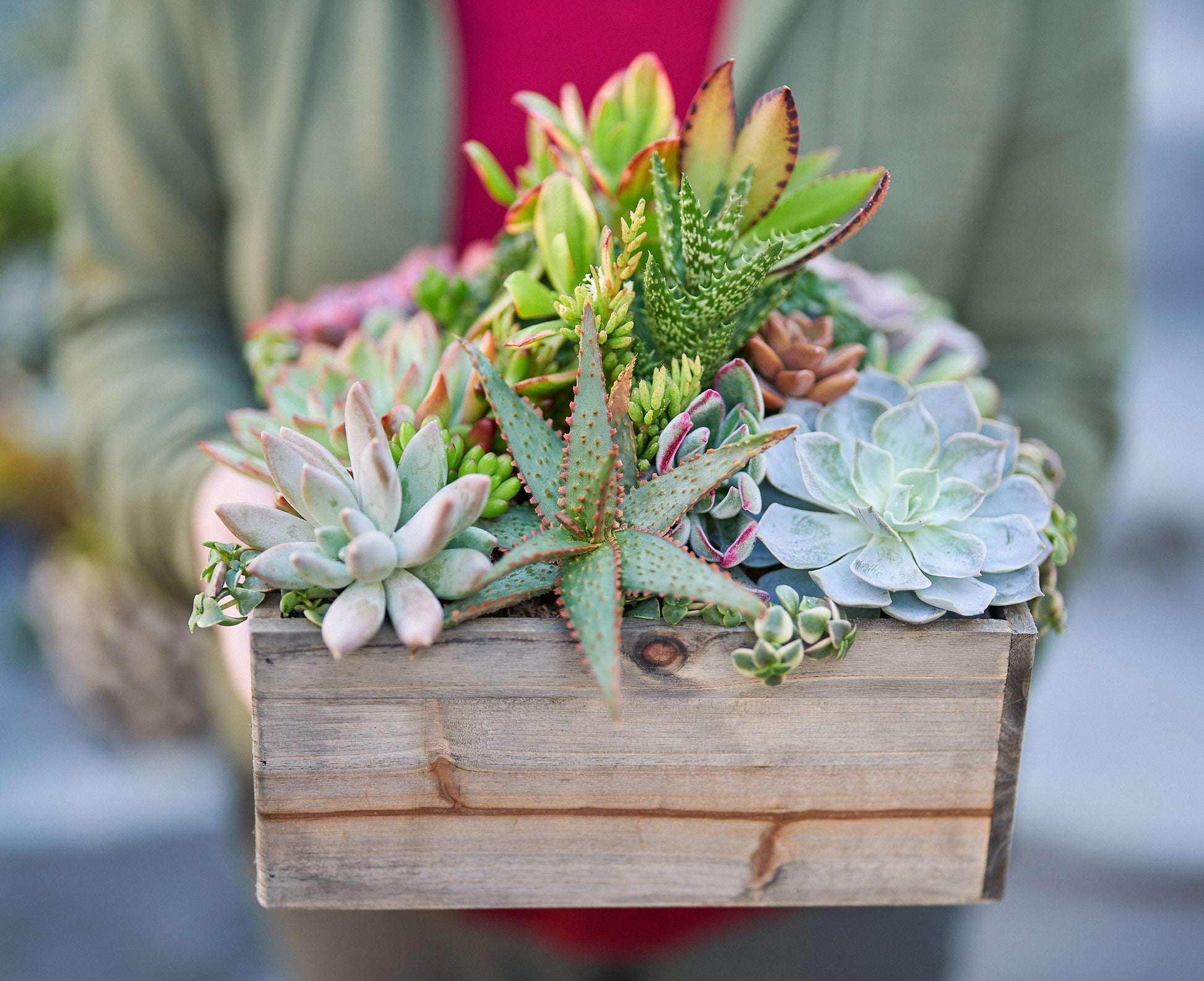 rustic succulent pots Large Rustic Wood Succulent Arrangement Planter