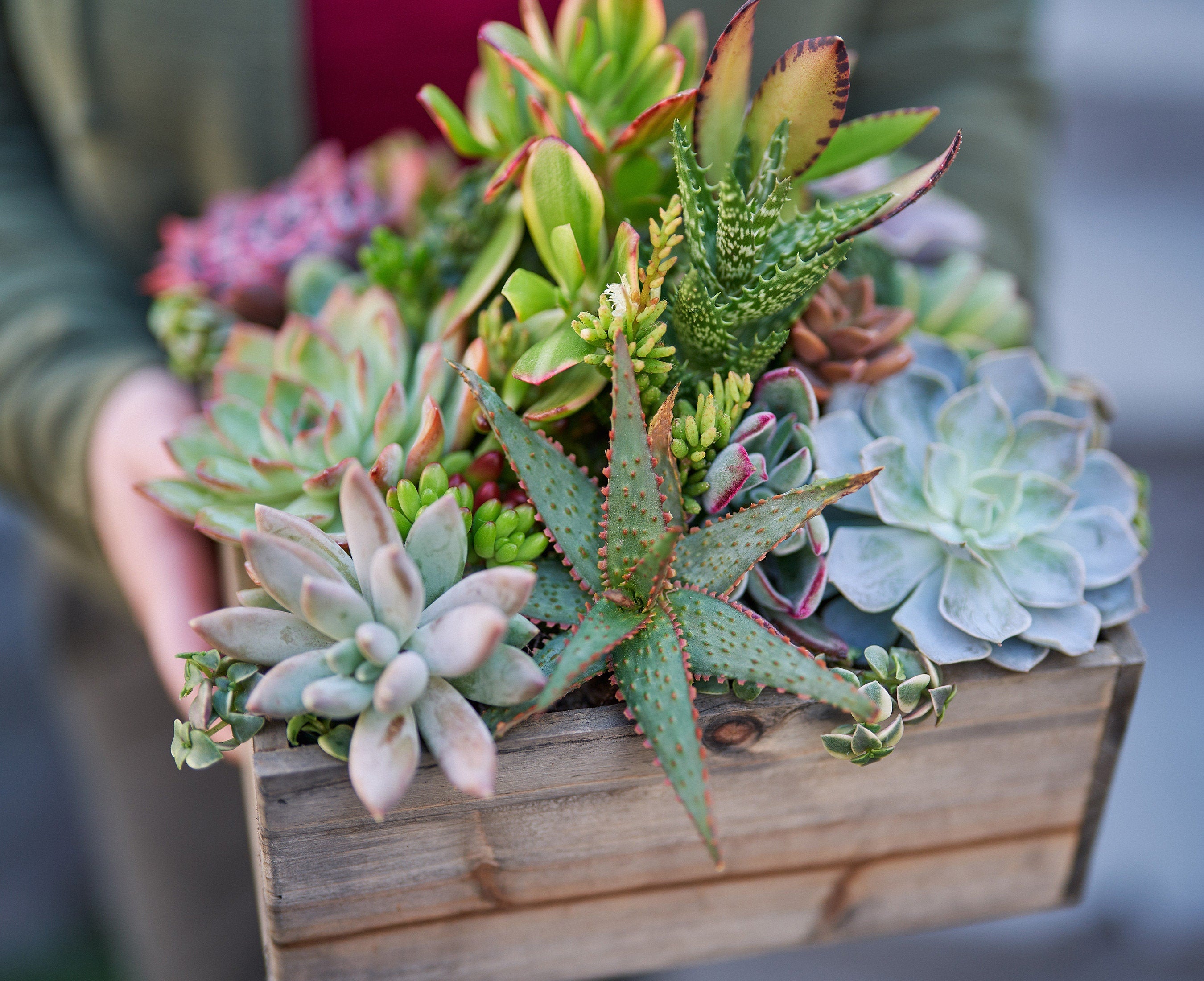 Succulent Plant. - Complete, beautiful succulent arrangement shipped completely planted good in an Black Rustic Wood Planter.