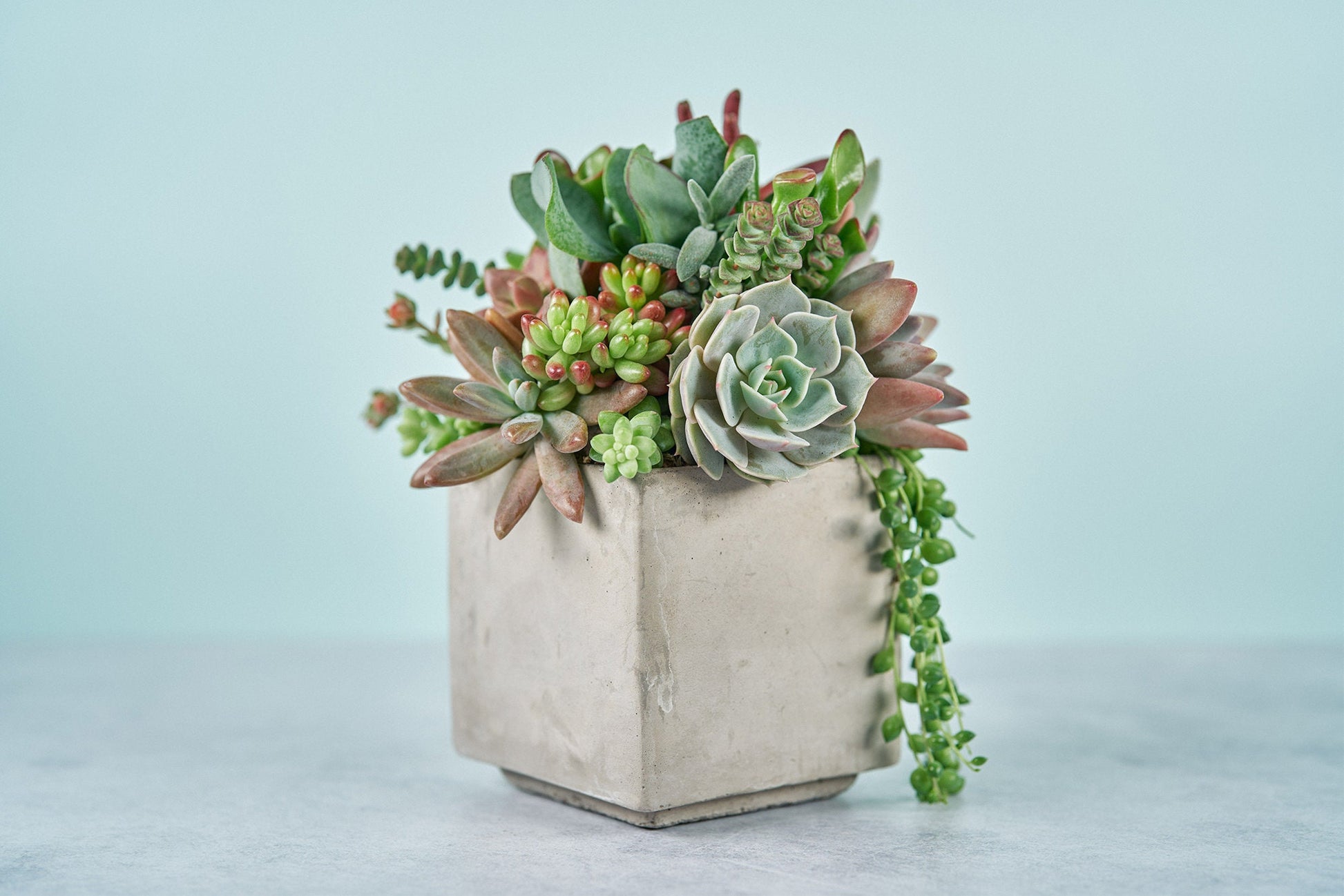 Concrete Cube Succulent Arrangement | Floral Centerpiece | Earth Friendly Cocktail Table Decor