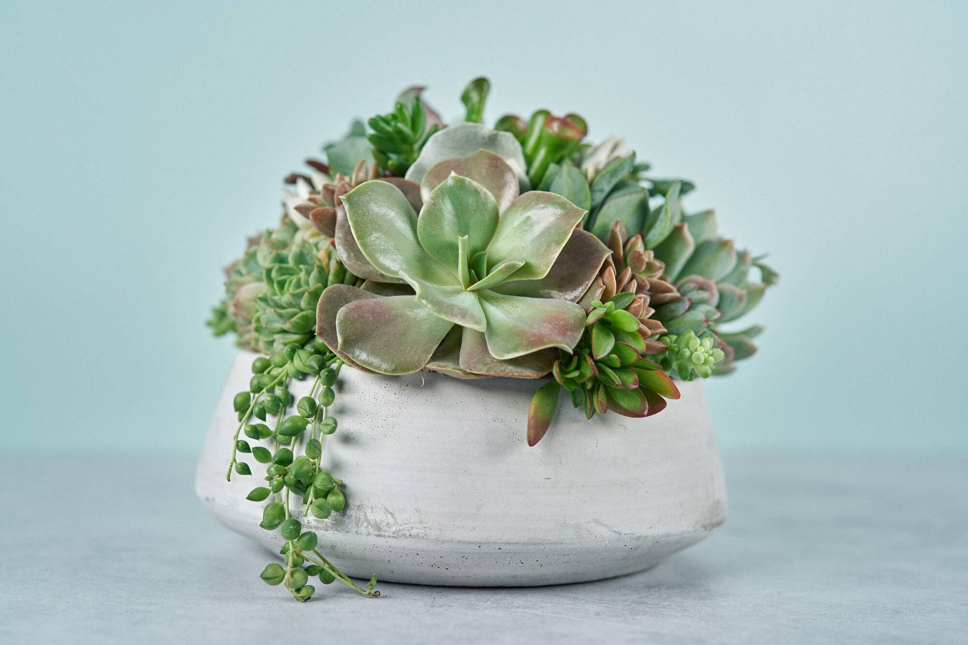 Concrete Bowl Succulent Arrangement | Floral Centerpiece | Earth Friendly Event Table Decor