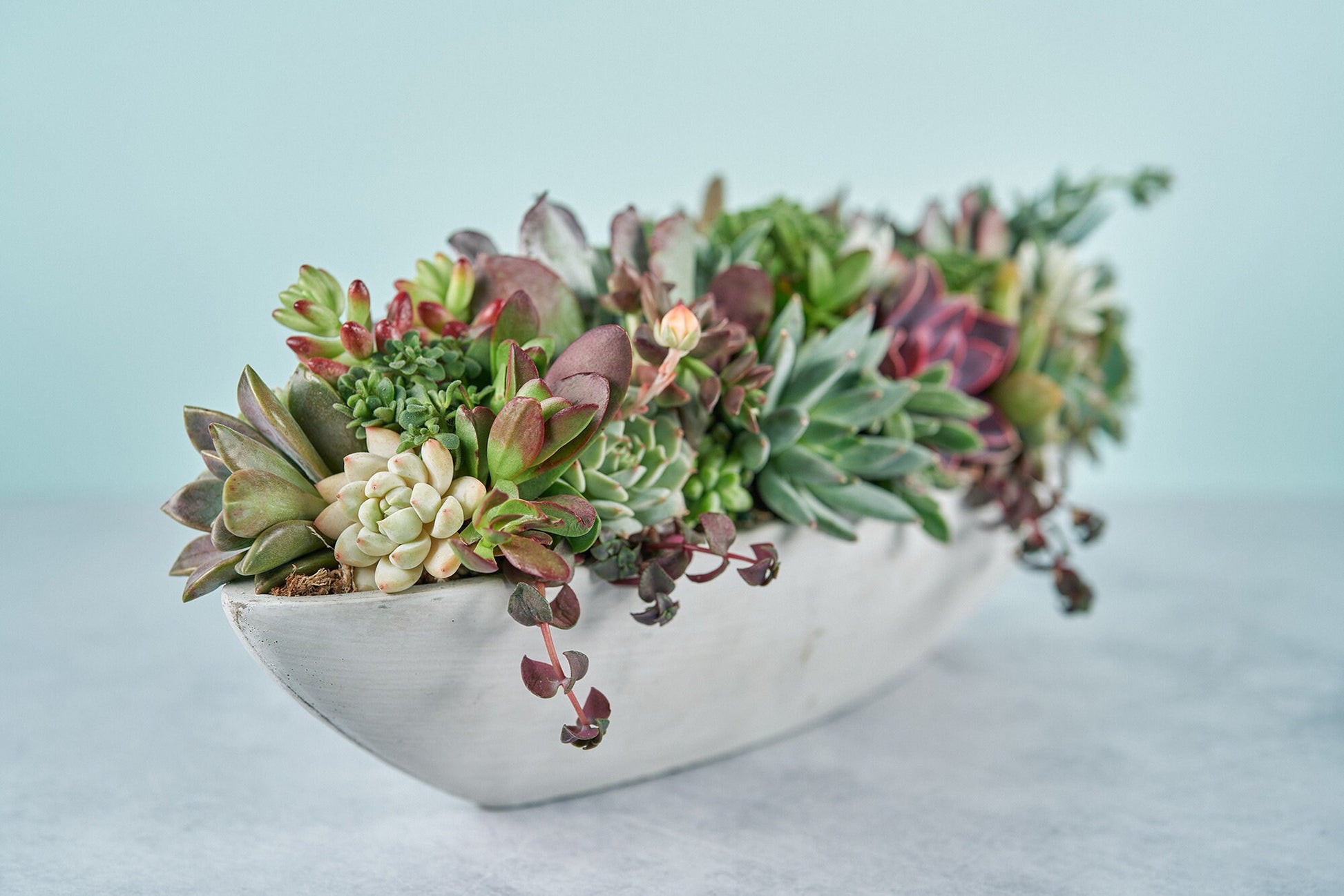 Long Concrete Boat Succulent Arrangement | Floral Centerpiece | Earth Friendly Event Table Decor