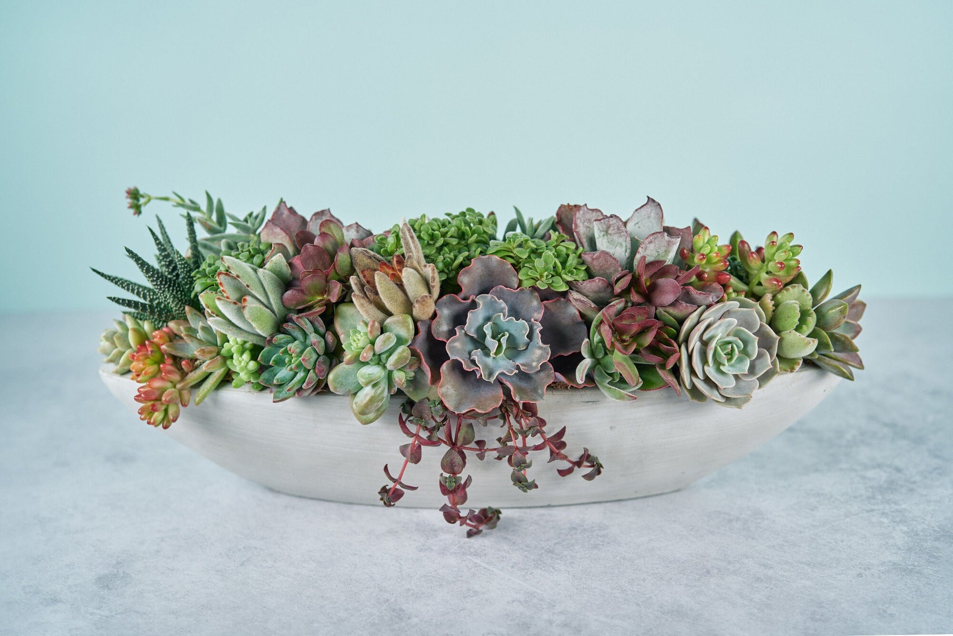 Long Concrete Boat Succulent Arrangement | Floral Centerpiece | Earth Friendly Event Table Decor