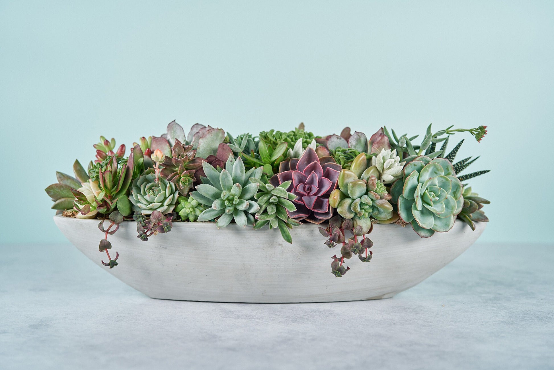 Long Concrete Boat Succulent Arrangement | Floral Centerpiece | Earth Friendly Event Table Decor