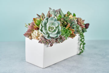 Classic White Rectangle Succulent Arrangement | Floral Centerpiece | Earth Friendly Event Table Decor