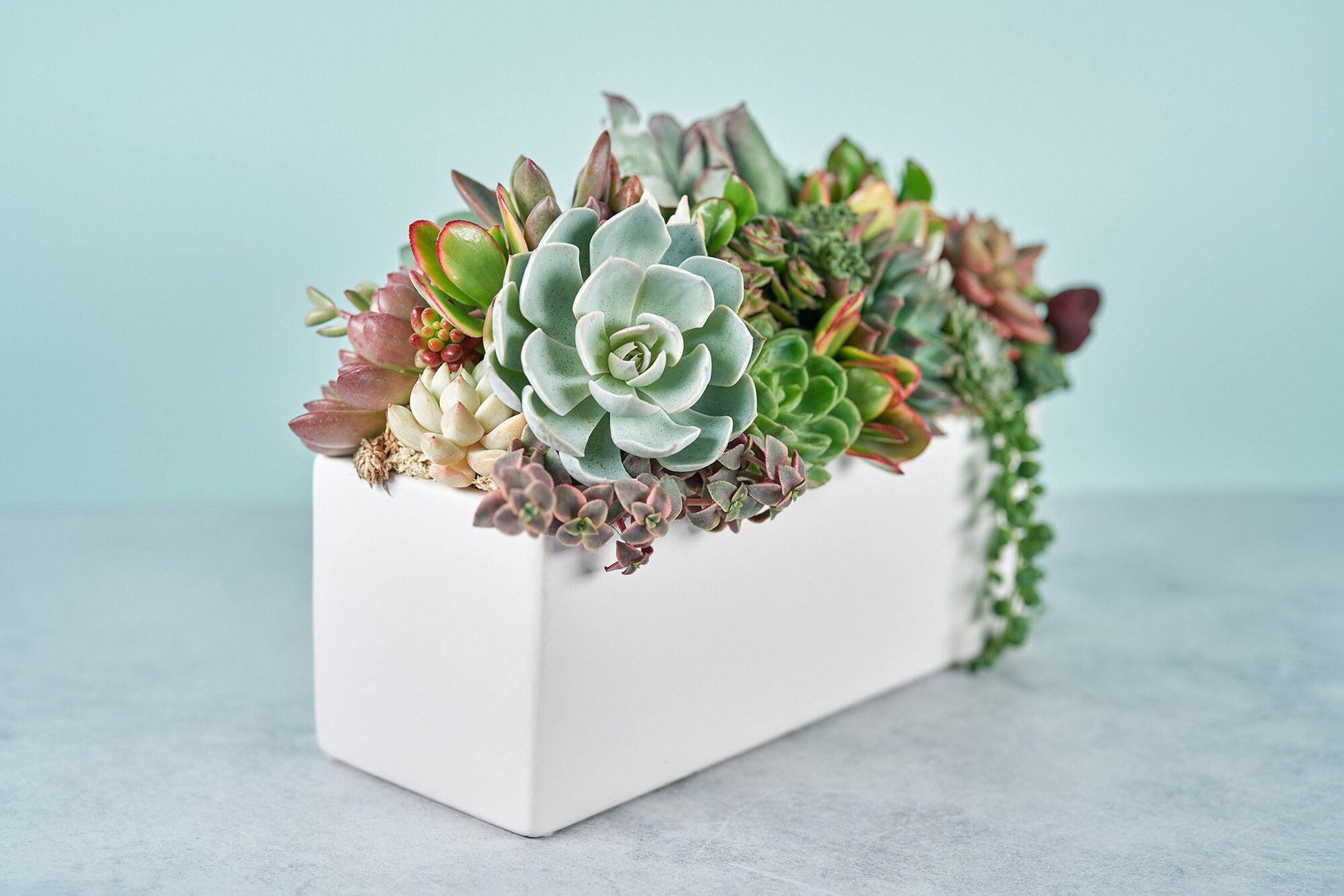 Classic White Rectangle Succulent Arrangement | Floral Centerpiece | Earth Friendly Event Table Decor