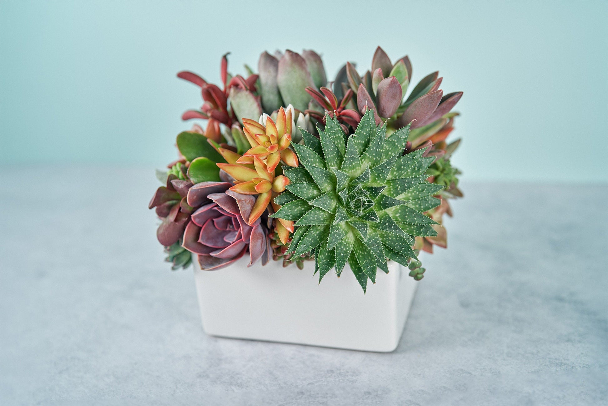 Classic White Square Succulent Arrangement | Floral Centerpiece | Earth Friendly Event Table Decor