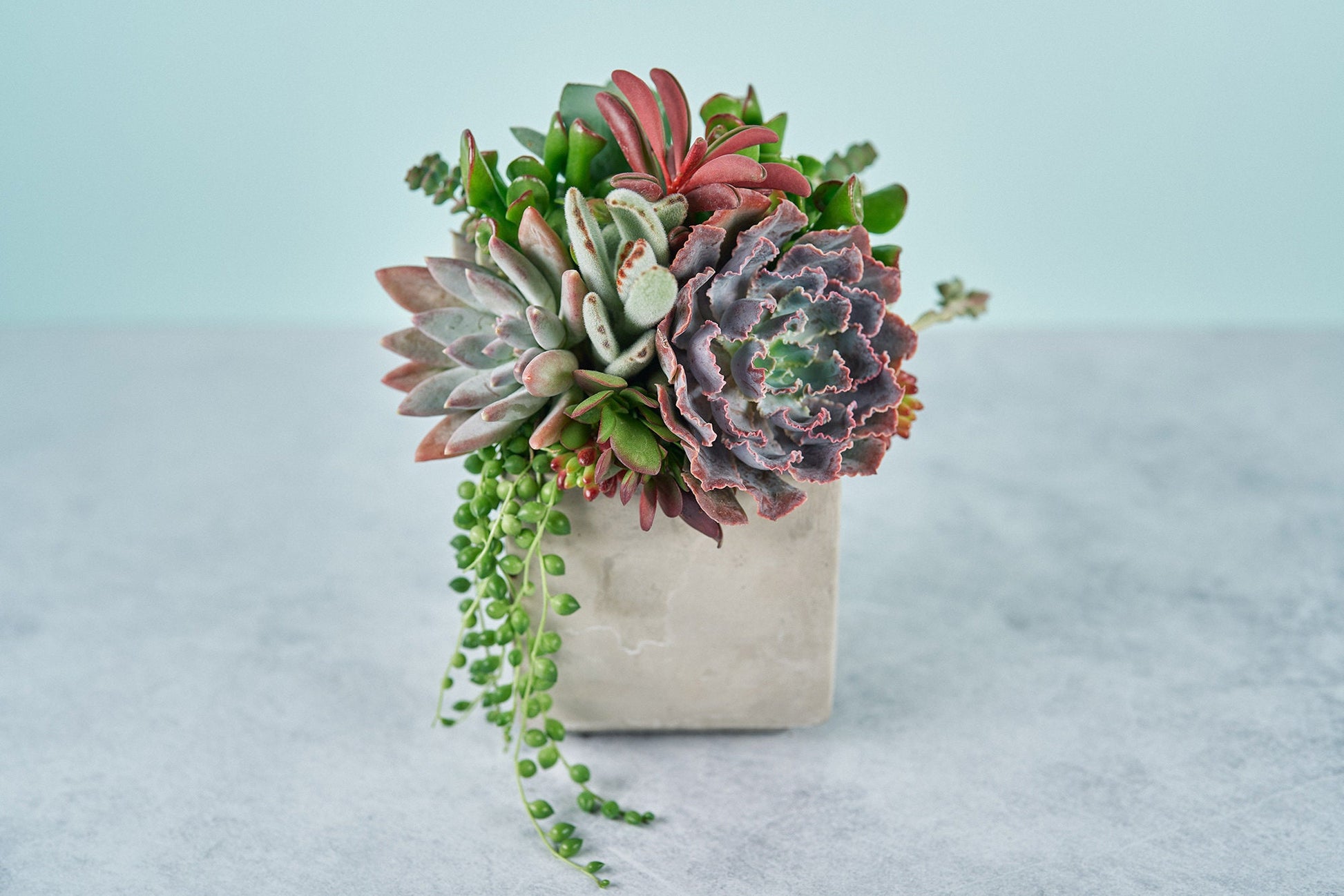 succulent plants table centerpiece Cement Cube Succulent Arrangement Planter