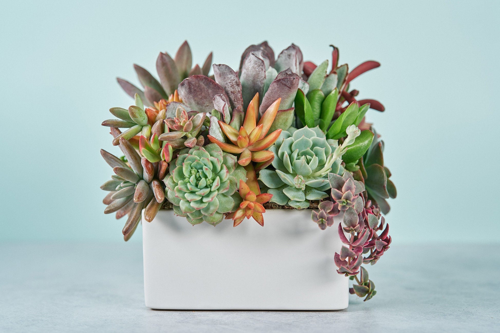 Classic White Square Succulent Arrangement | Floral Centerpiece | Earth Friendly Event Table Decor