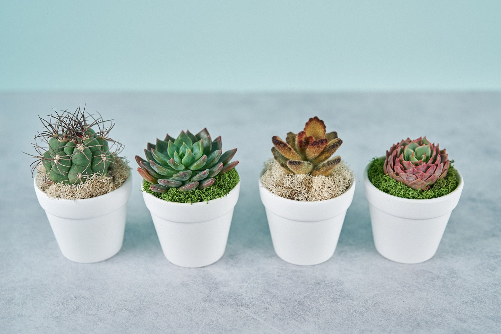 Small White Succulent Guest Favor Gifts in Clay Pots- Pack of 4- Event Florals