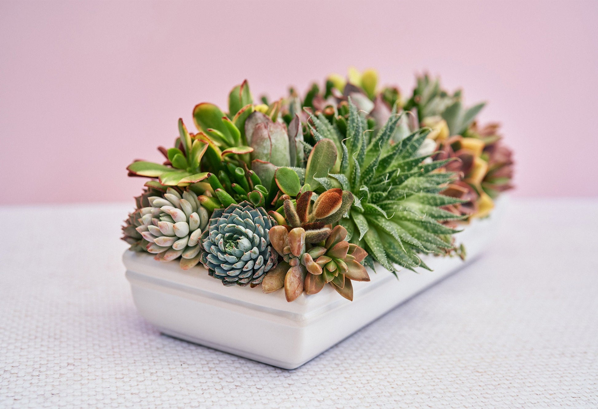 live succulent arrangements Long White Succulent Arrangement Planter