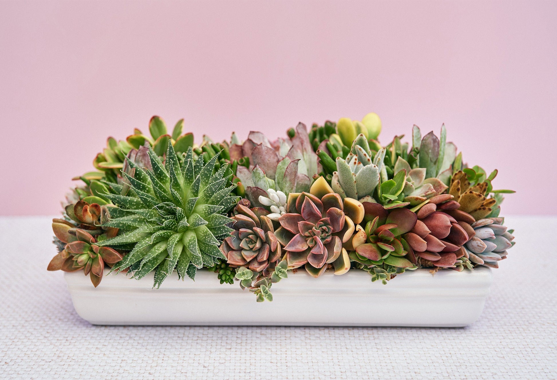 large succulent indoor plants Long White Succulent Arrangement Planter