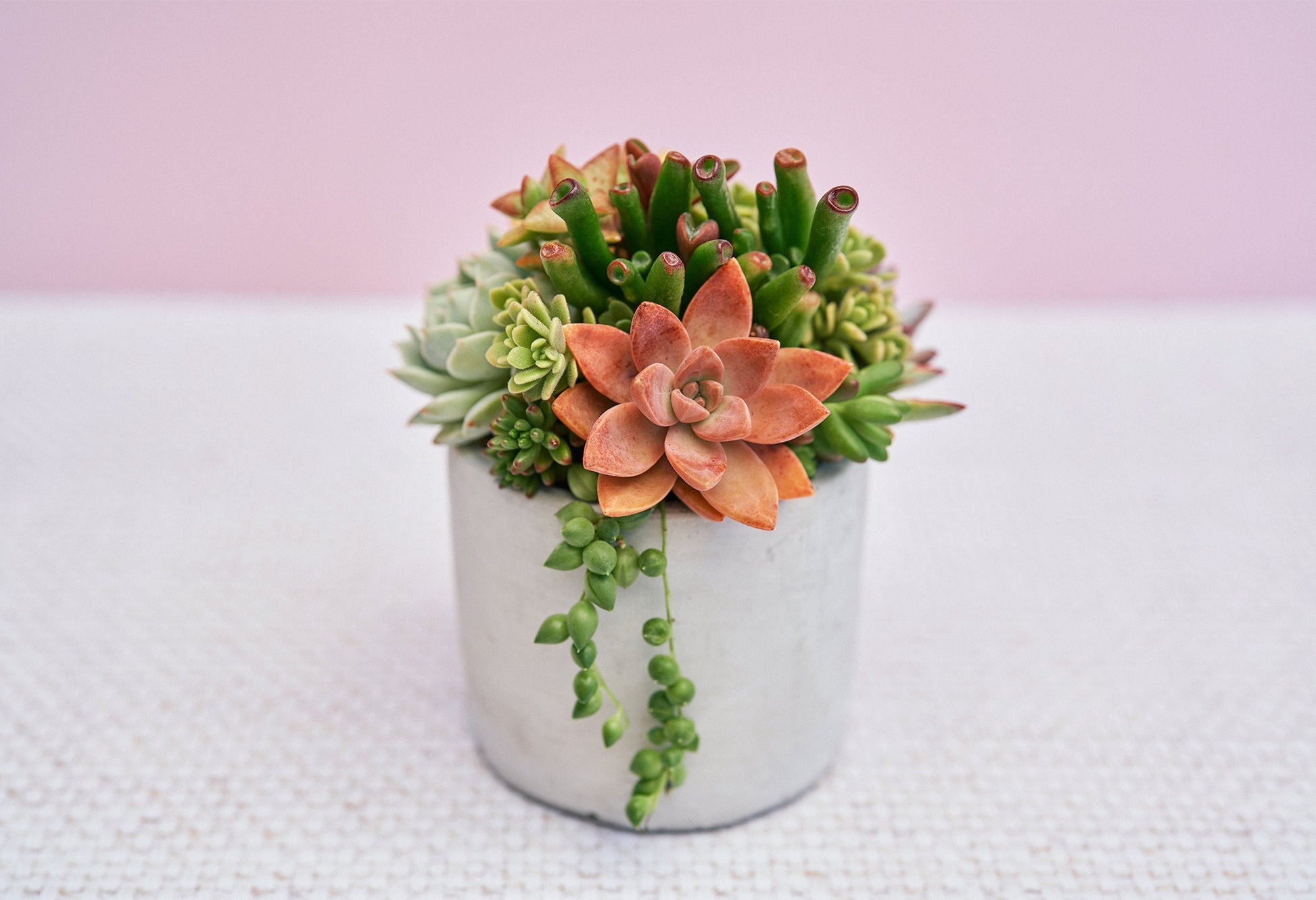 Small Concrete Succulent Arrangement Gift | Alt Floral Wedding Event Centerpiece | Mother's Day Gift