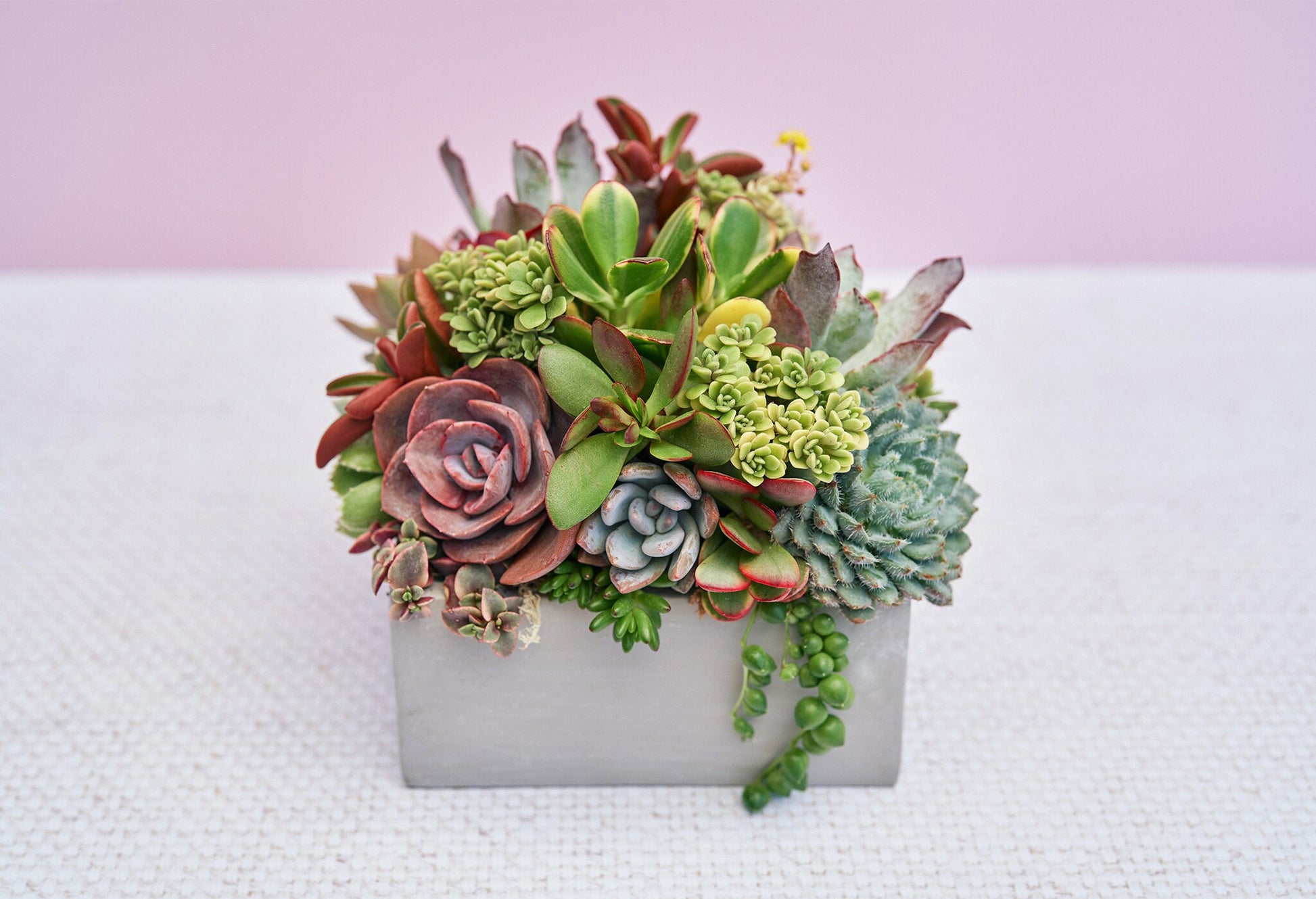 Concrete Square Succulent Arrangement Gift | Alt Floral Wedding Event Centerpiece | Mother's Day Gift