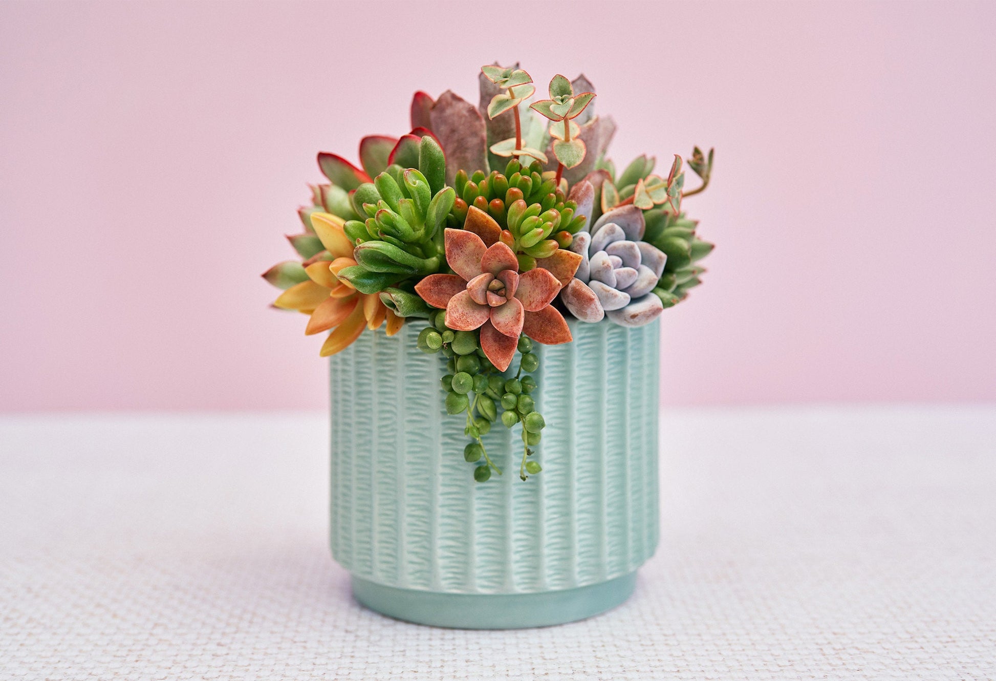 Mint Hatched Succulent Arrangement Gift | Birthday, Celebration, Sympathy, House Warming Living Gift for Plant Lovers | Gift for Mom