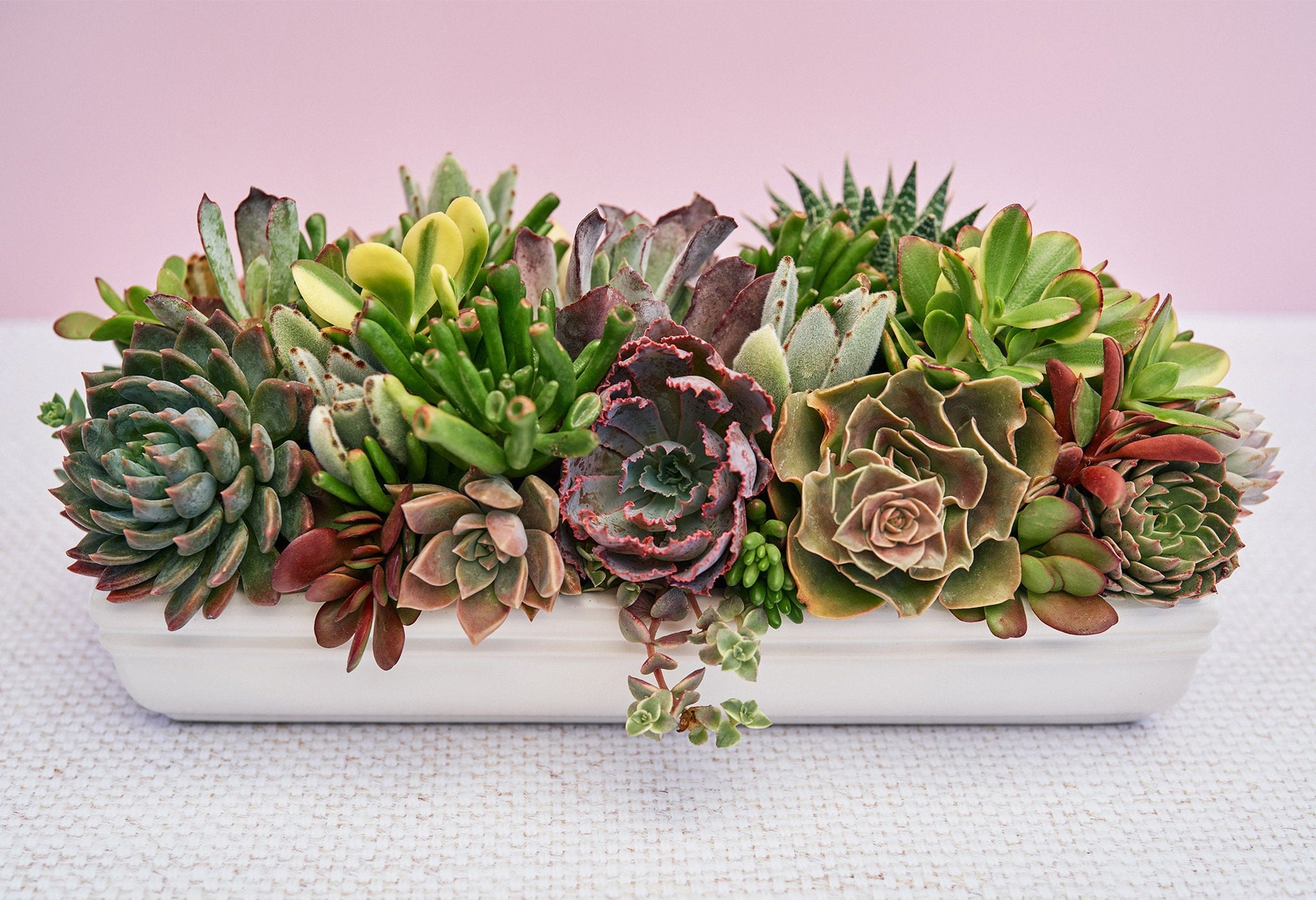 indoor succulent arrangement ideas Long White Succulent Arrangement Planter
