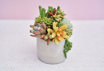 Small Concrete Succulent Arrangement Gift | Alt Floral Wedding Event Centerpiece | Mother's Day Gift