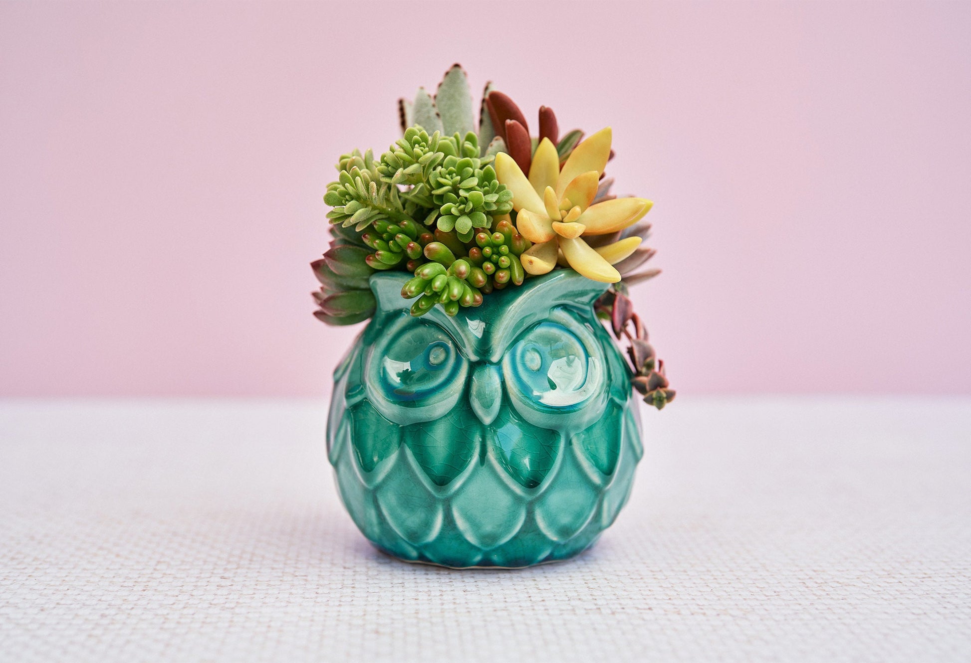 Teal Owl Succulent Arrangement Gift | Birthday, Celebration, Sympathy, House Warming Living Gift for Plant Lovers | Gift for Mom