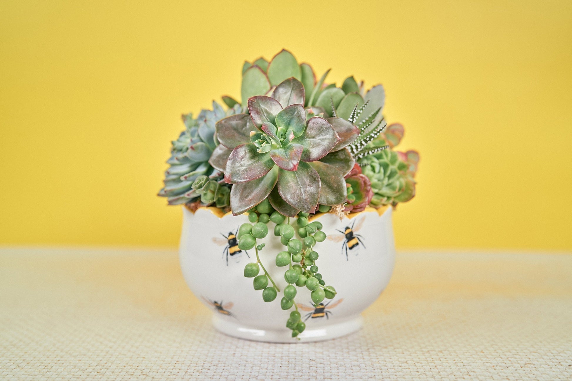 BumbleBee Living Succulent Arrangement Gift | Birthday, Celebration, Sympathy, House Warming Living Gift for Plant Lovers