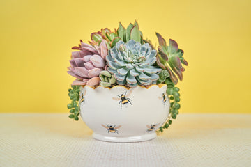 BumbleBee Succulent Arrangement in Scalloped Ceramic Container