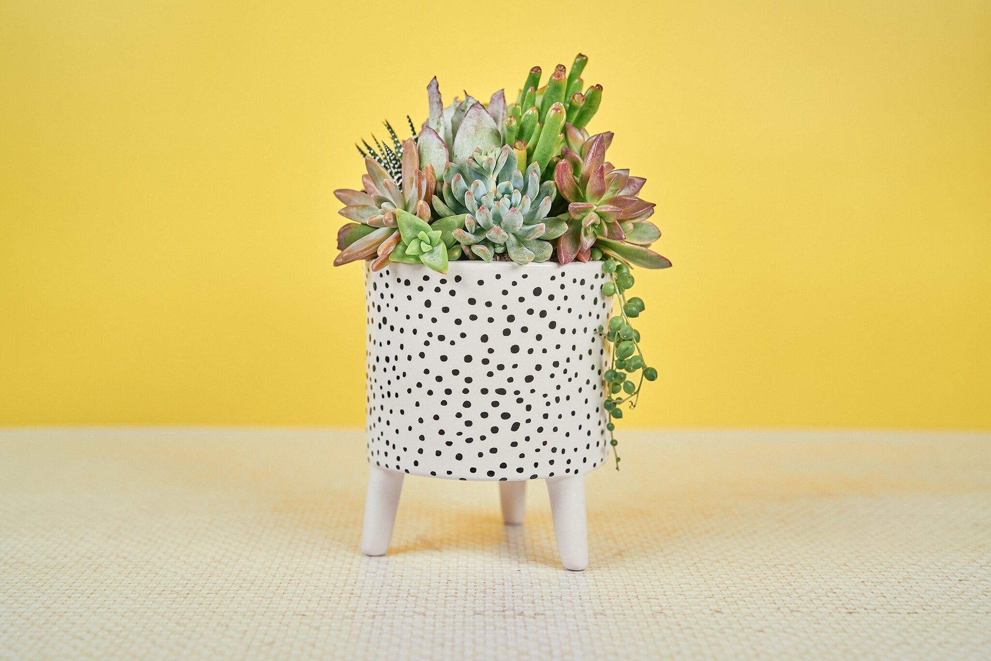 Spotty Footed Living Succulent Arrangement Gift | Birthday, Celebration, Sympathy, House Warming Living Gift for Plant Lovers