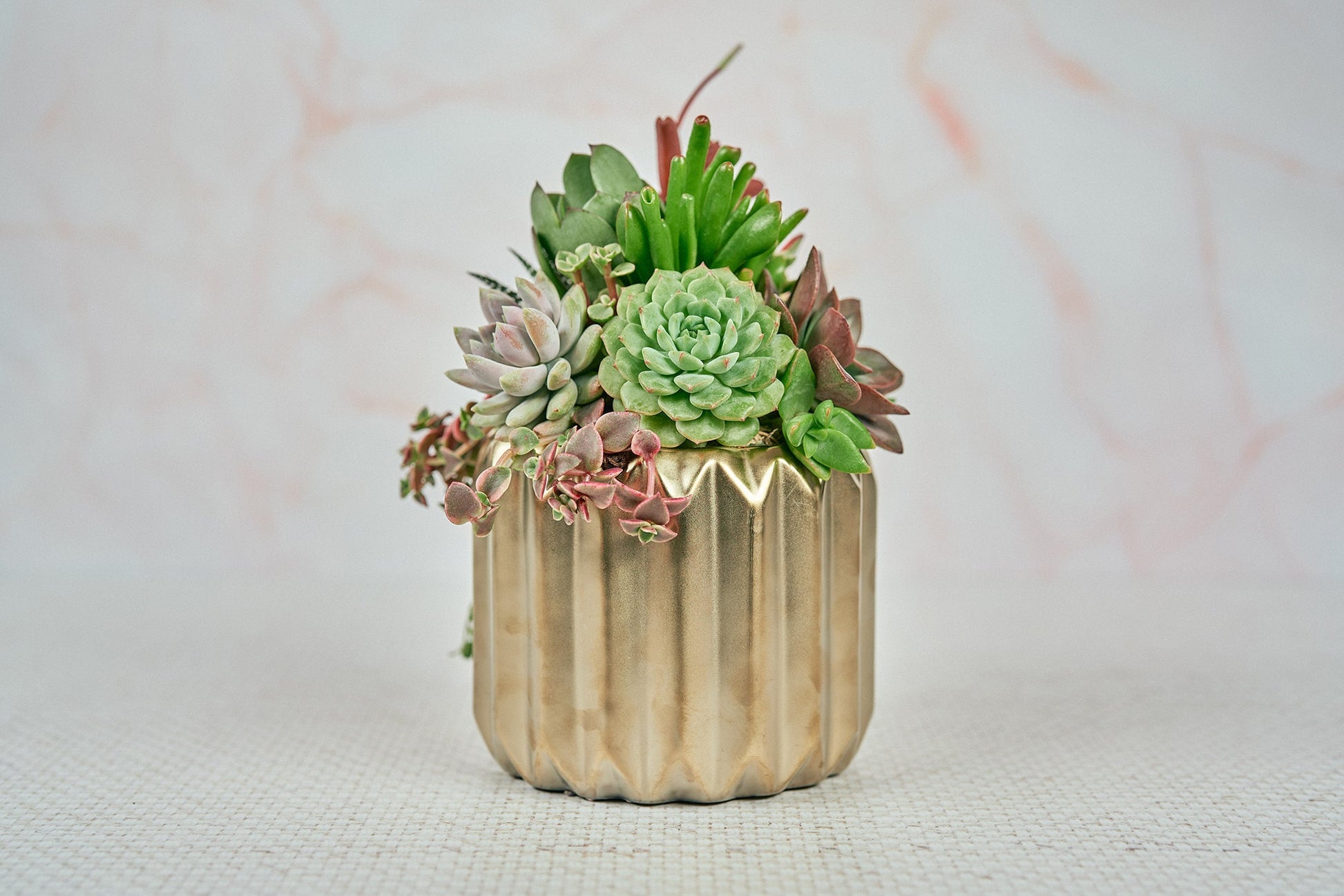 office succulent arrangements Gold Groove Succulent Planter Arrangement