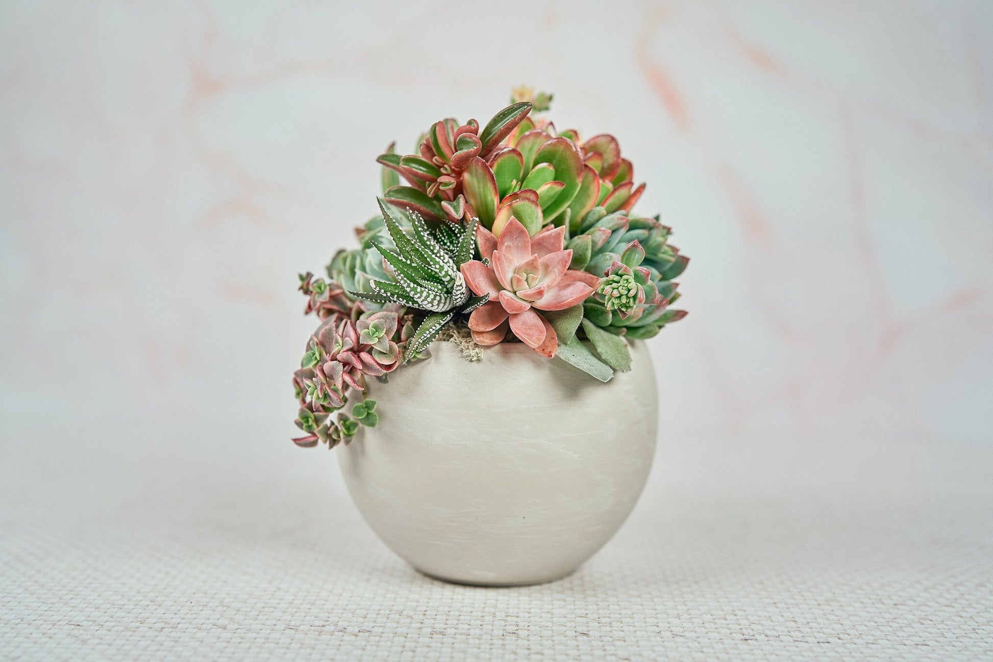 Cream Swirl Globe  Living Succulent Arrangement Gift | Birthday, Celebration, House Warming Living Gift for Plant Lovers