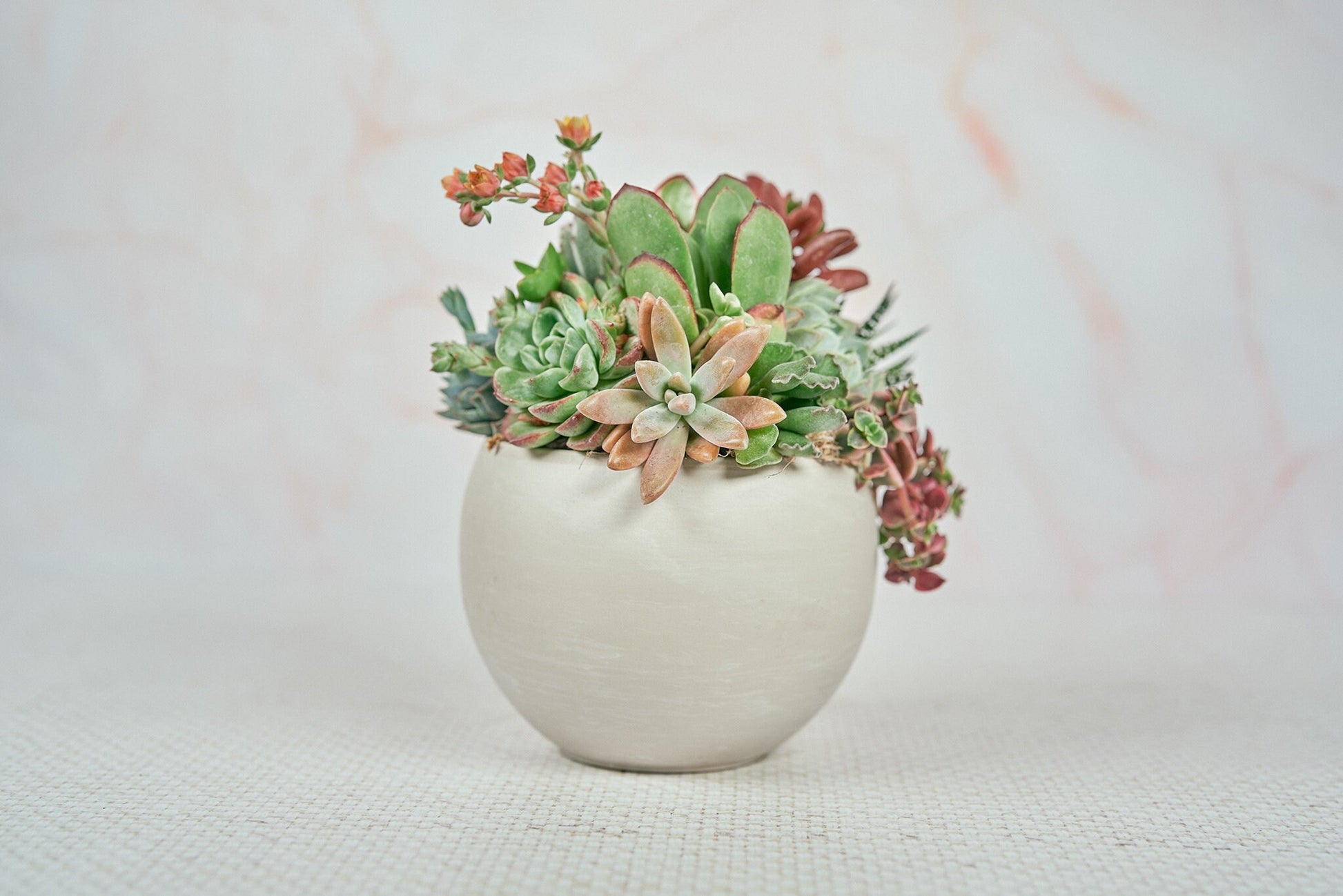 Cream Swirl Globe  Living Succulent Arrangement Gift | Birthday, Celebration, House Warming Living Gift for Plant Lovers