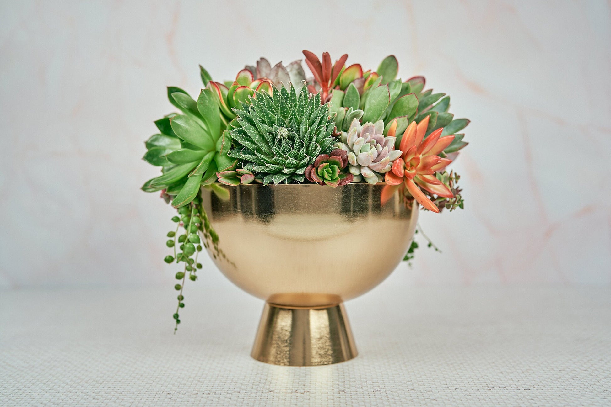 Gold Compote Living Succulent Arrangement Gift | Alt Floral Wedding Centerpiece | Indoor Garden | Birthday Gift