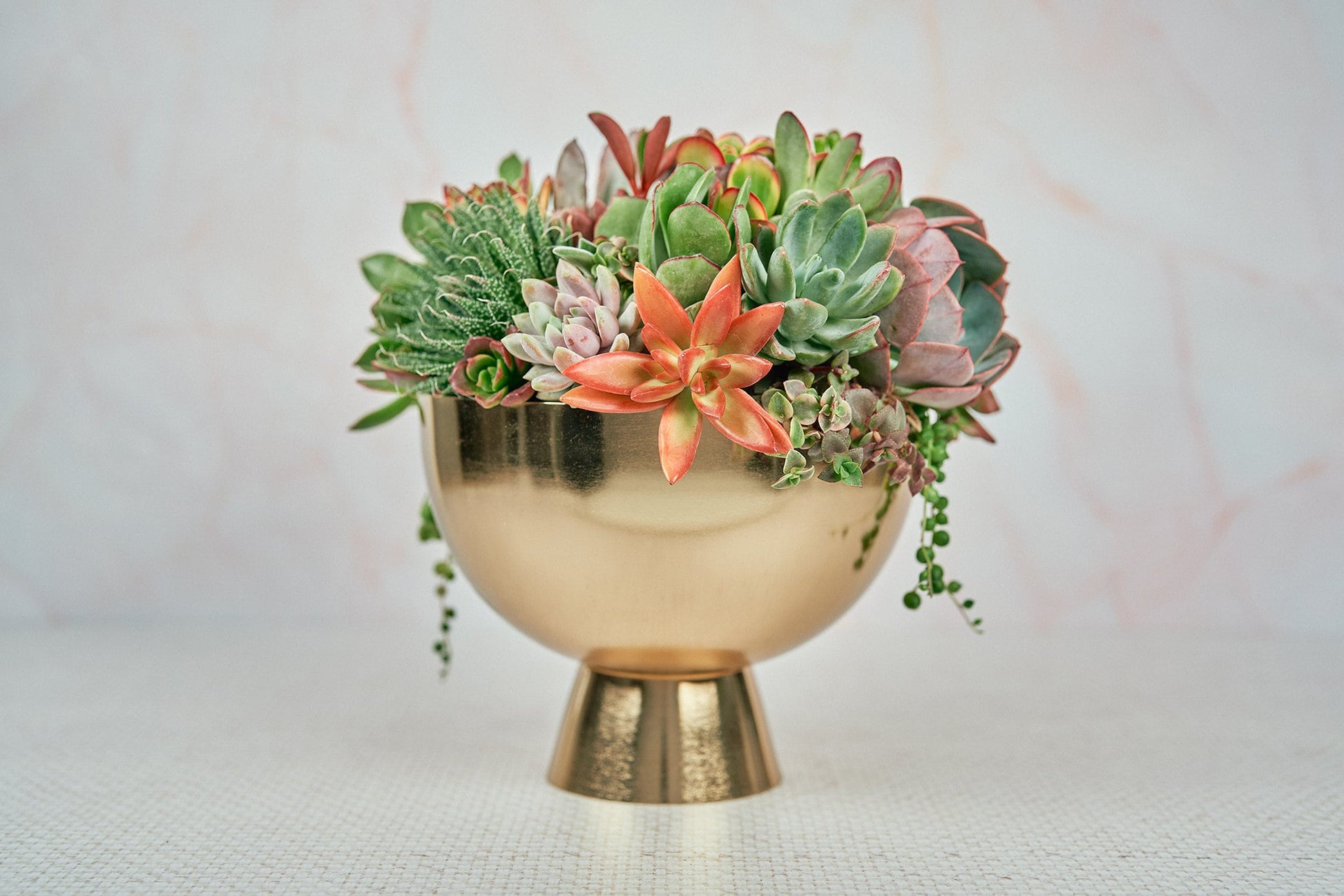 Gold Compote Living Succulent Arrangement Gift | Alt Floral Wedding Centerpiece | Indoor Garden | Birthday Gift