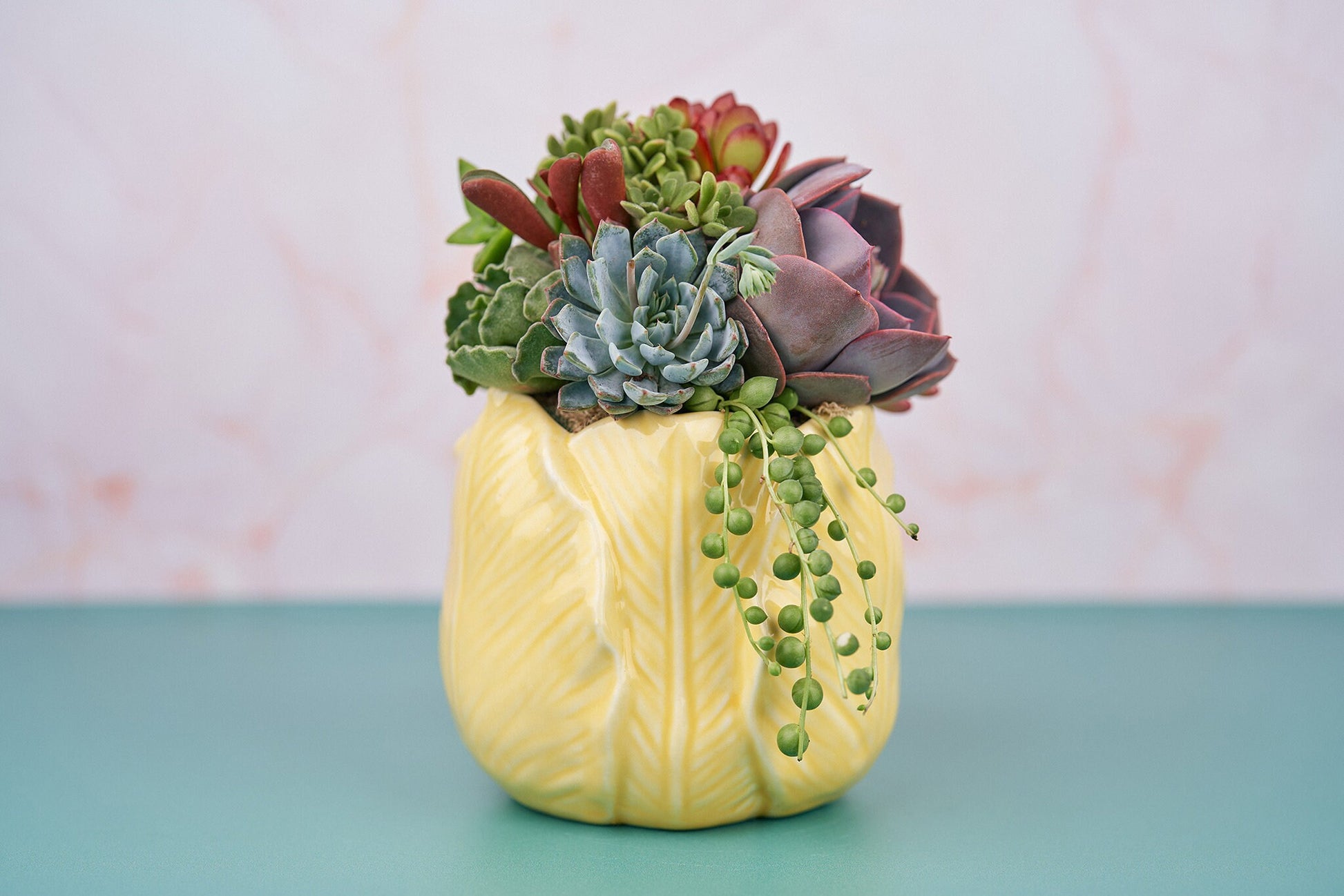 Yellow Tulip Living Succulent Arrangement Gift | Birthday, Celebration, Sympathy, House Warming Living Gift for Plant Lovers