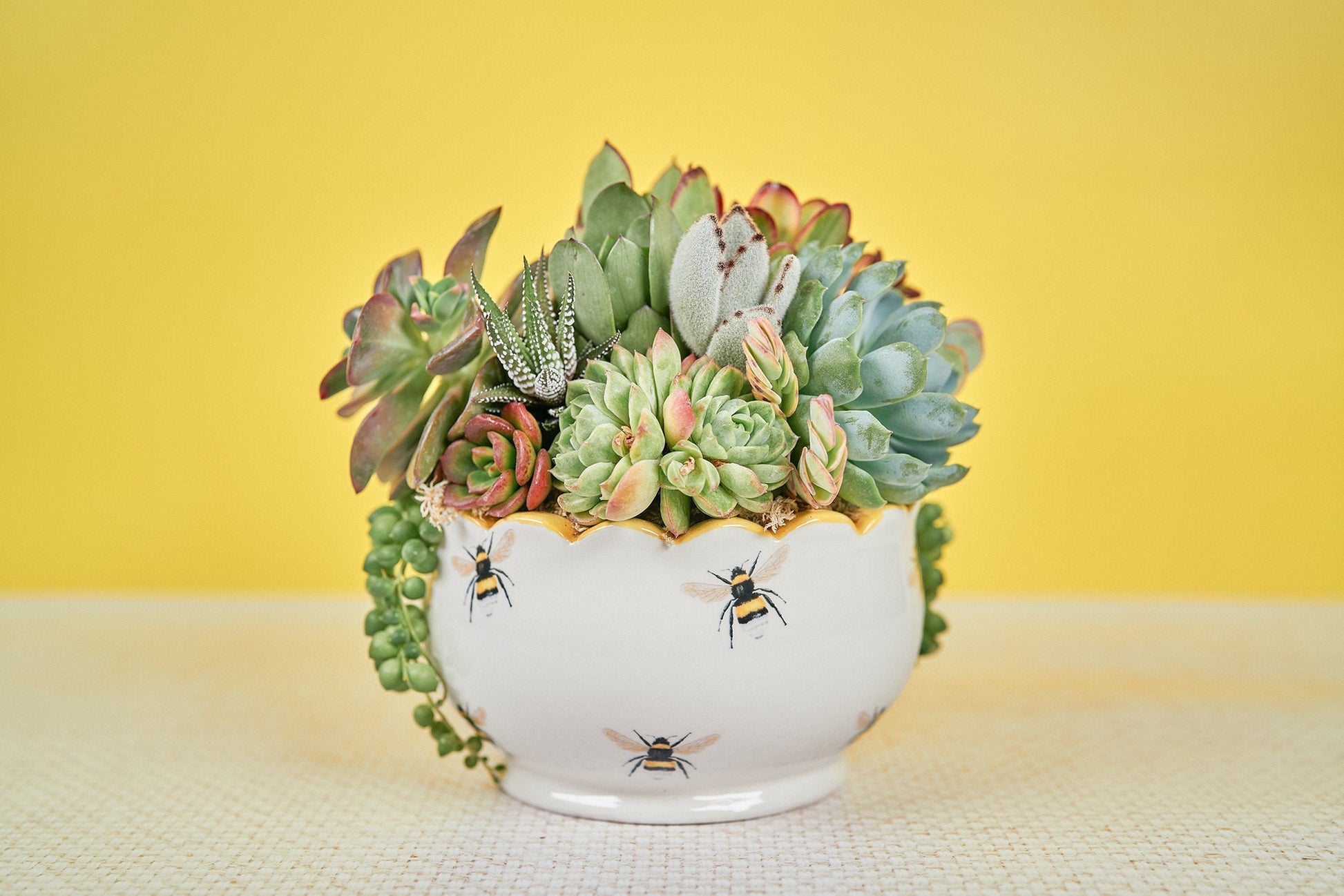 BumbleBee Living Succulent Arrangement Gift | Birthday, Celebration, Sympathy, House Warming Living Gift for Plant Lovers