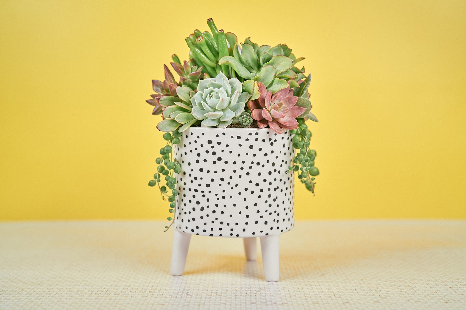 Spotty Footed Living Succulent Arrangement Gift | Birthday, Celebration, Sympathy, House Warming Living Gift for Plant Lovers