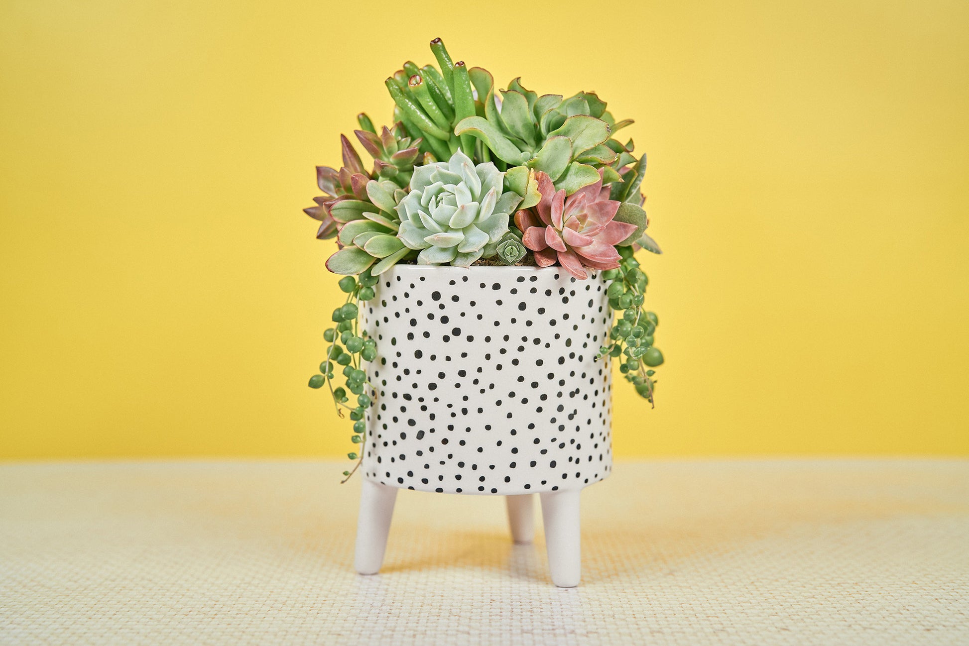 sympathy succulent arrangement Black-White Spot Succulent Arrangement in Footed Ceramic Container