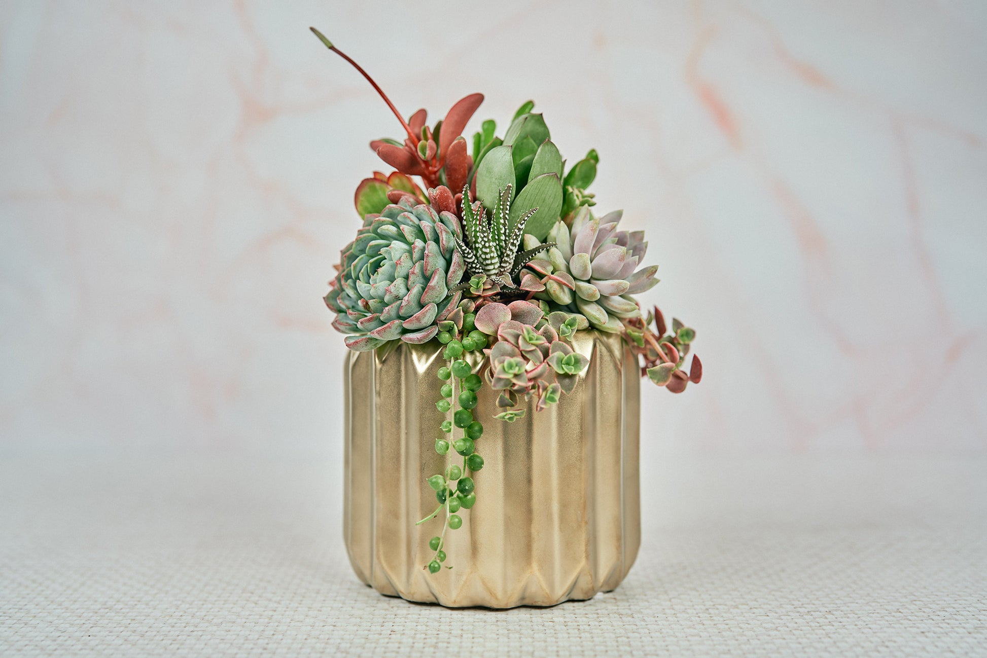 Golden Groovy Living Succulent Arrangement Gift | Birthday, Celebration, House Warming Living Gift for Plant Lovers