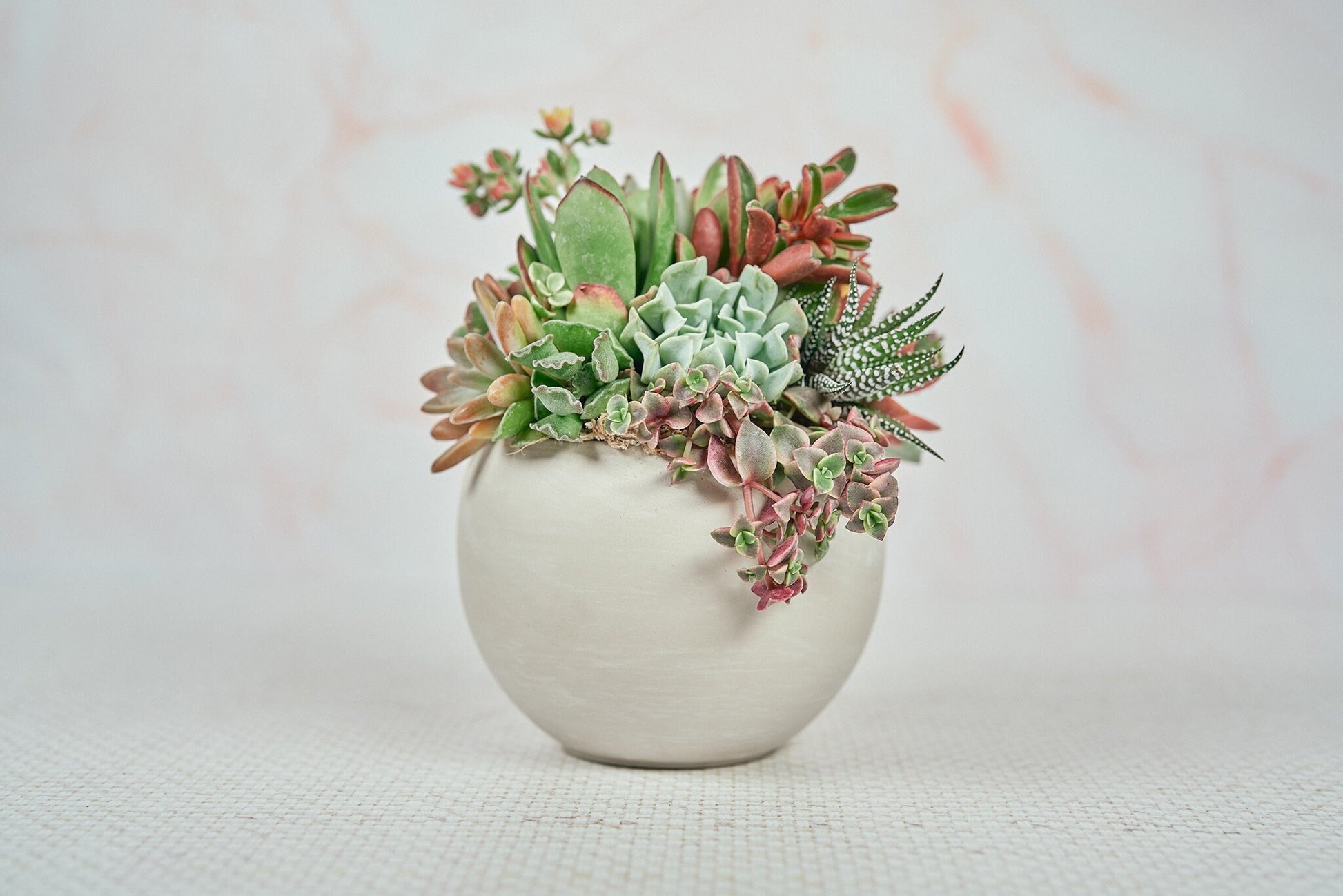 overnight succulent delivery Cream Swirl Globe Succulent Arrangement Planter
