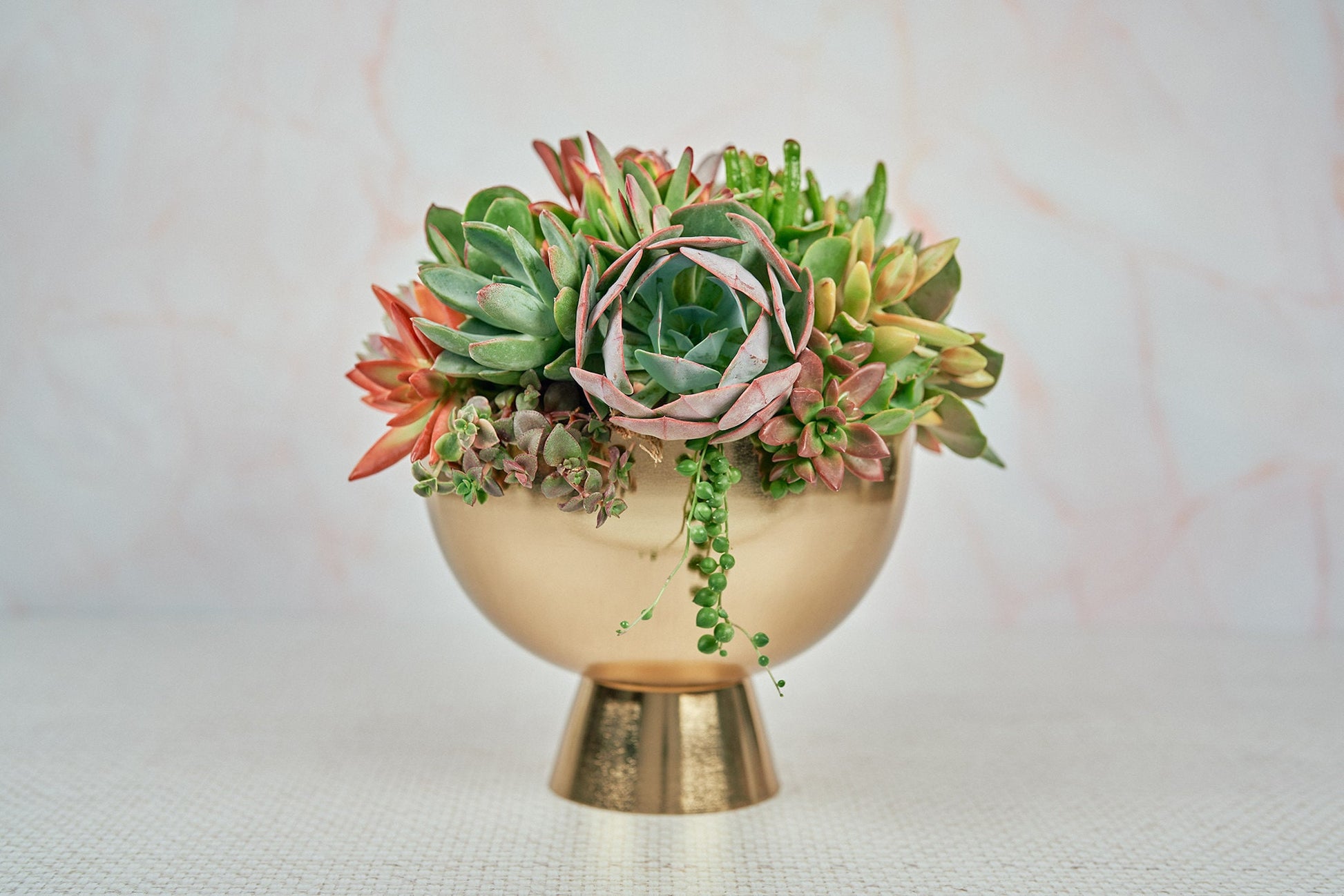 Gold Compote Living Succulent Arrangement Gift | Alt Floral Wedding Centerpiece | Indoor Garden | Birthday Gift