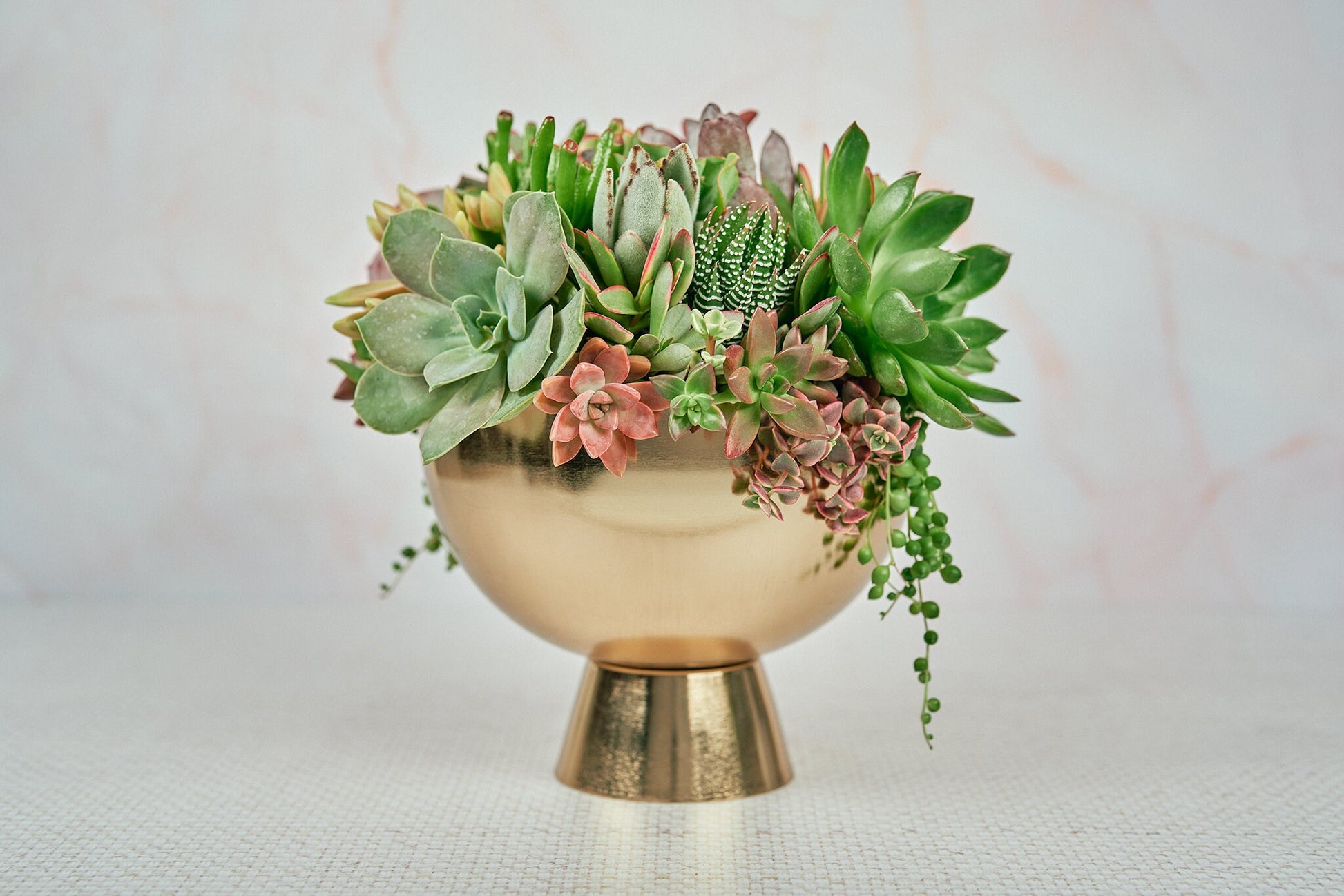 Gold Compote Living Succulent Arrangement Gift | Alt Floral Wedding Centerpiece | Indoor Garden | Birthday Gift