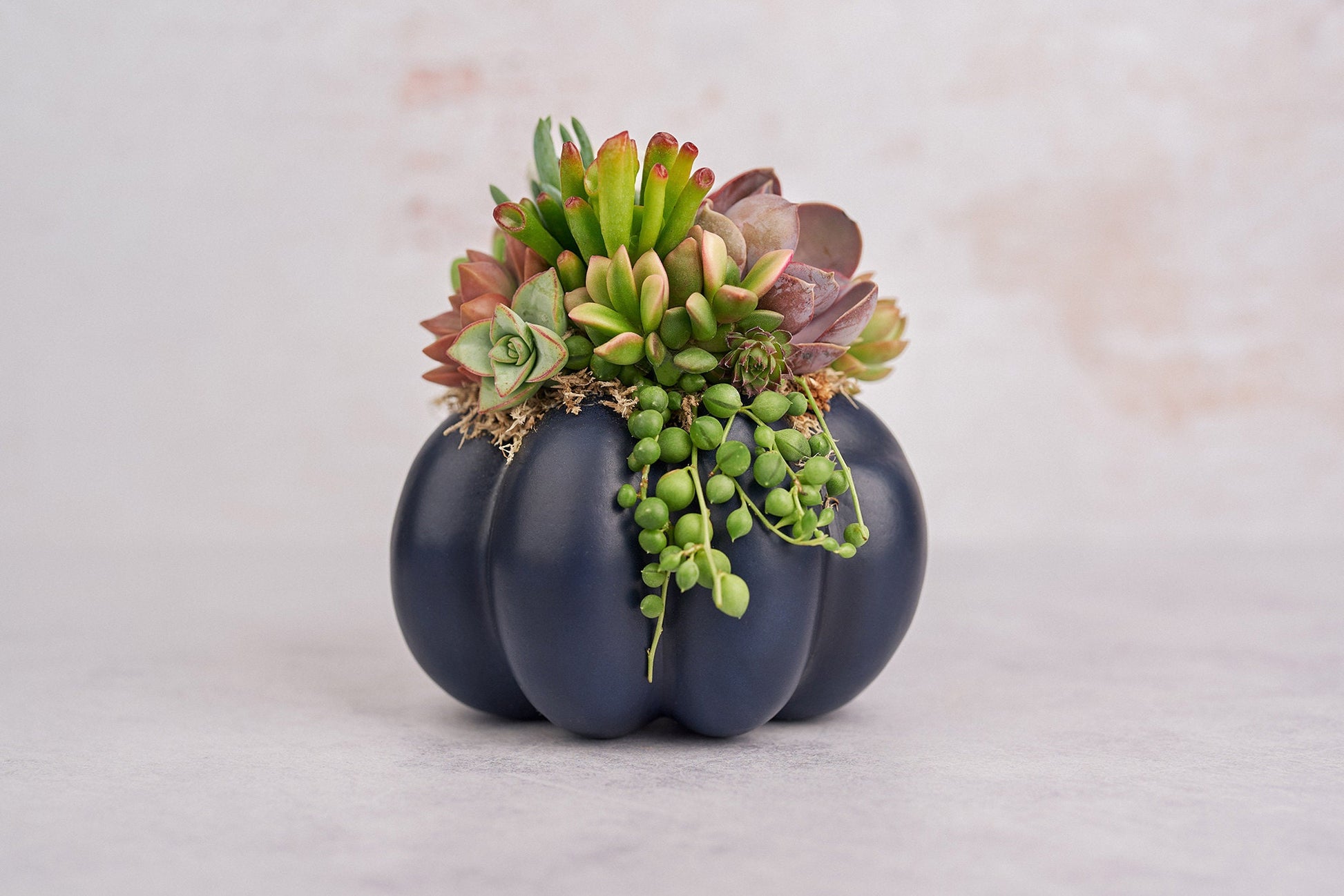 Medium Navy Blue Succulent Pumpkin | Fall Gift for Housewarming & Hosts | Autumn Table Decor | Halloween- Thanksgiving Decor