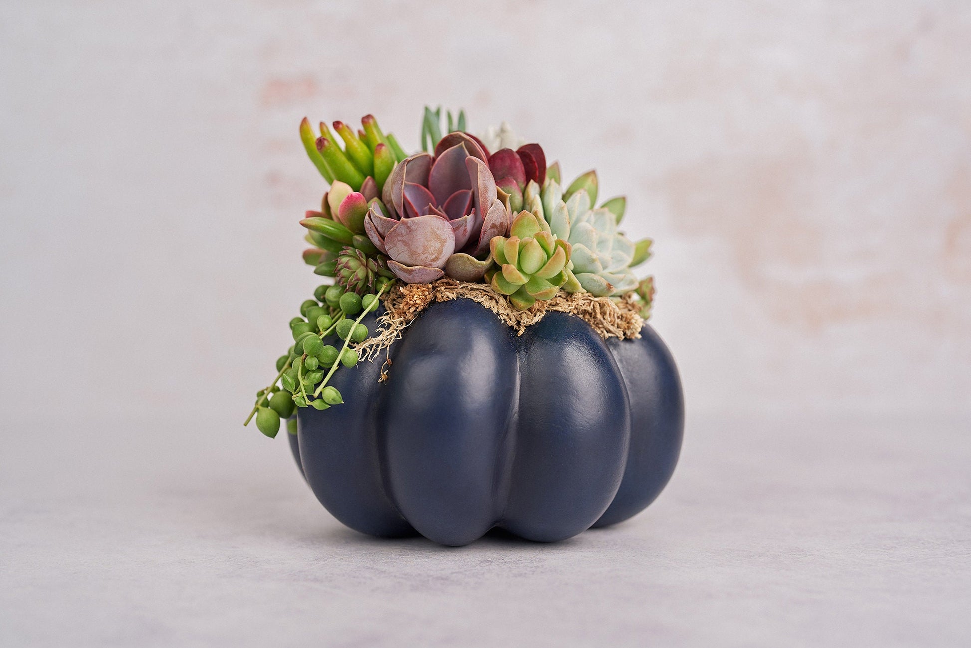 Medium Navy Blue Succulent Pumpkin | Fall Gift for Housewarming & Hosts | Autumn Table Decor | Halloween- Thanksgiving Decor