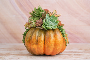 Orange-Green Faux Pumpkin with Living Succulents | Fall Gift for Housewarming & Hosts | Autumn Table Decor | Thanksgiving-Halloween