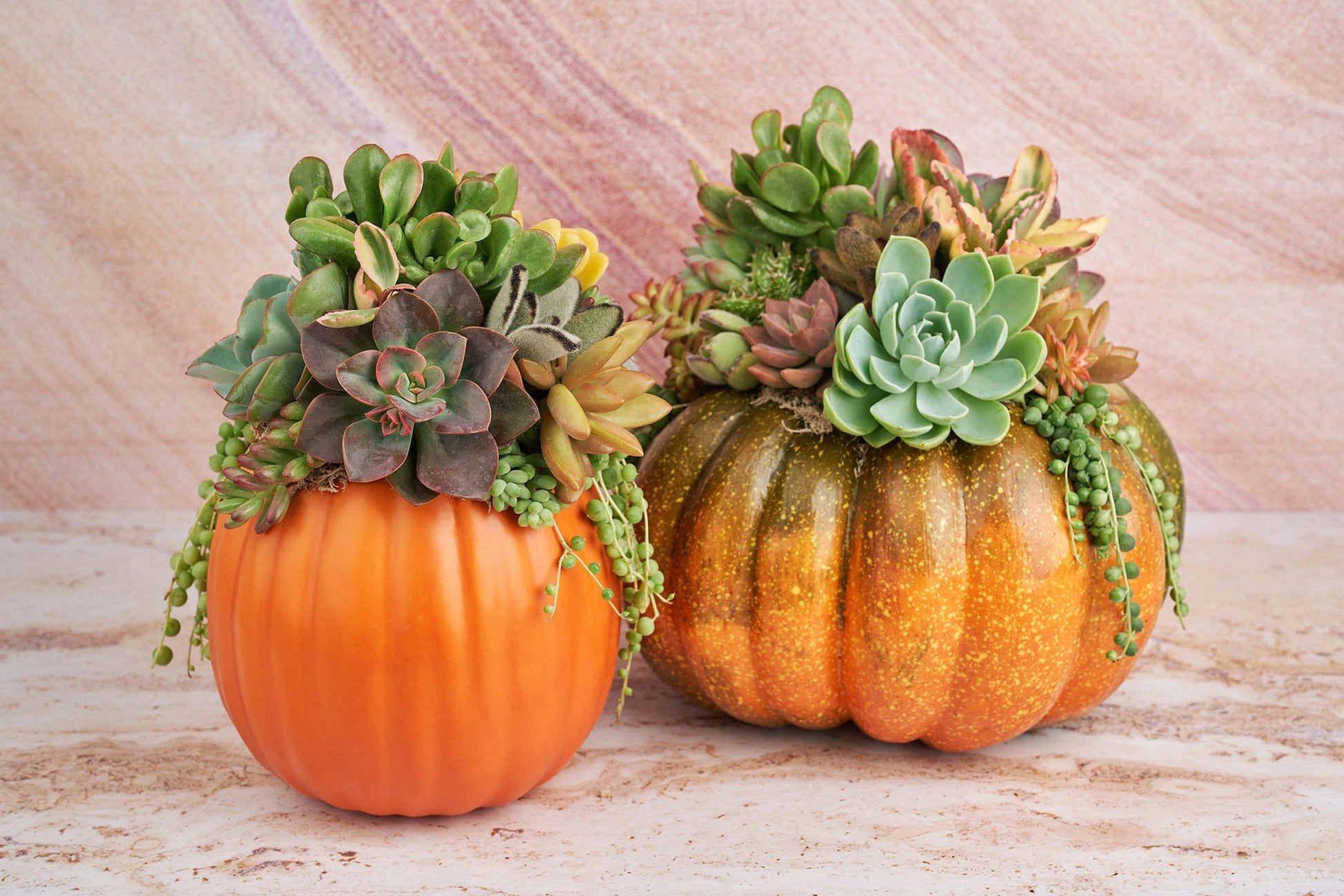 Orange-Green Faux Pumpkin with Living Succulents | Fall Gift for Housewarming & Hosts | Autumn Table Decor | Thanksgiving-Halloween