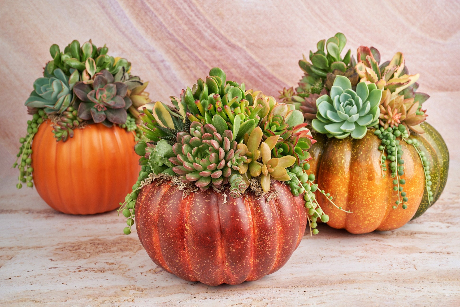 Orange-Green Faux Pumpkin with Living Succulents | Fall Gift for Housewarming & Hosts | Autumn Table Decor | Thanksgiving-Halloween